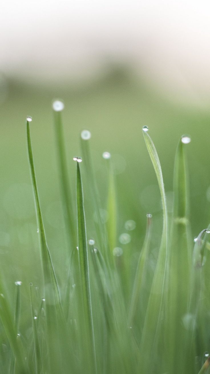 Green Dewey Grass Wallpaper