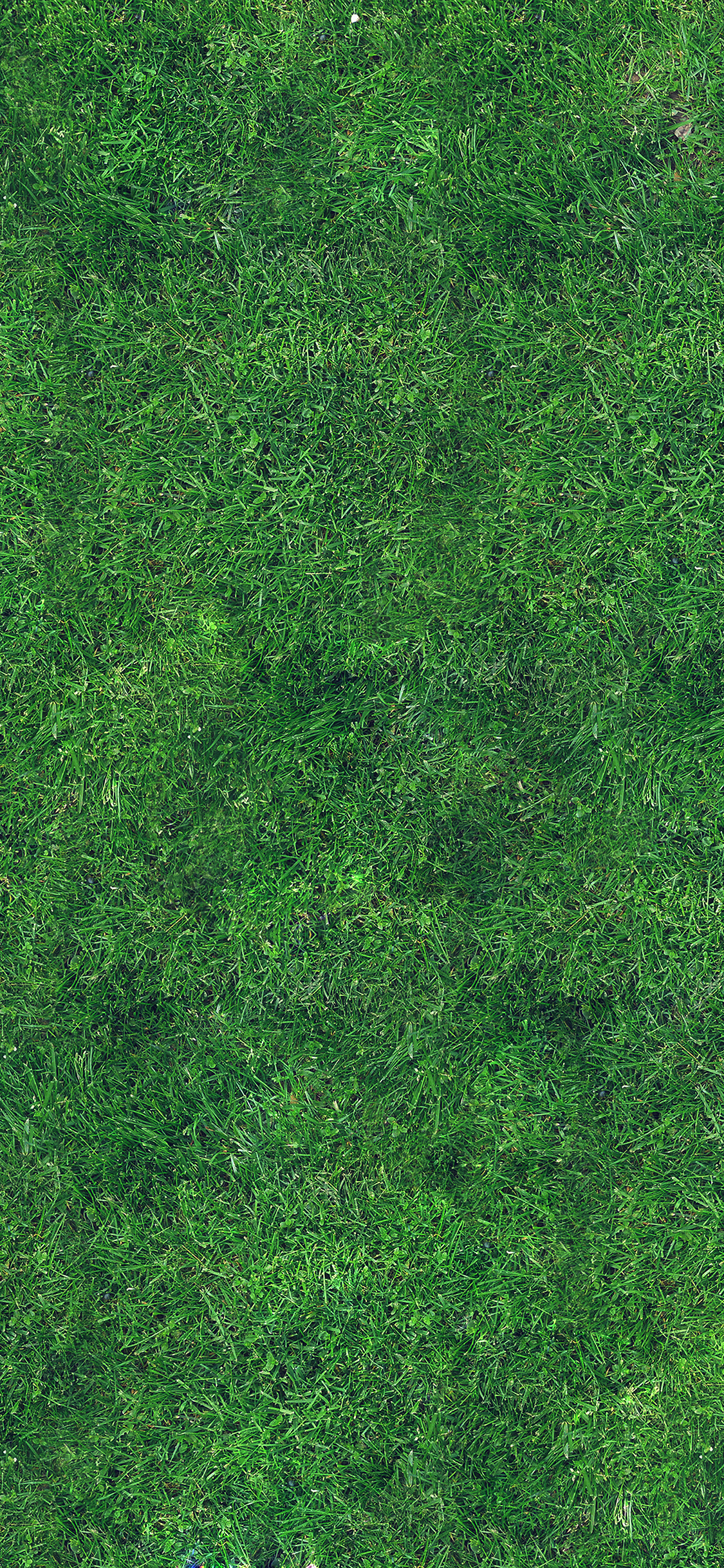 Grass Texture Nature Pattern