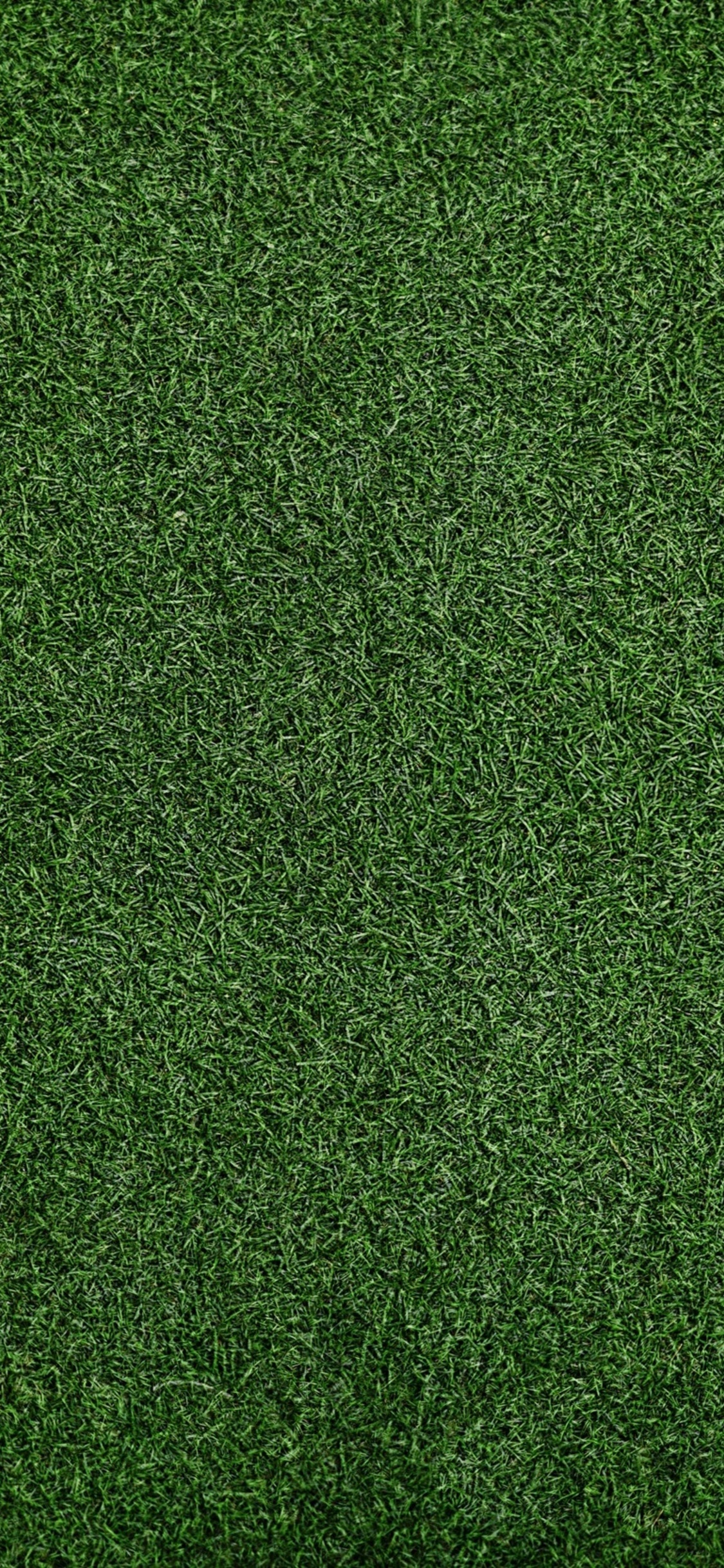 Grass Background iPhone XS