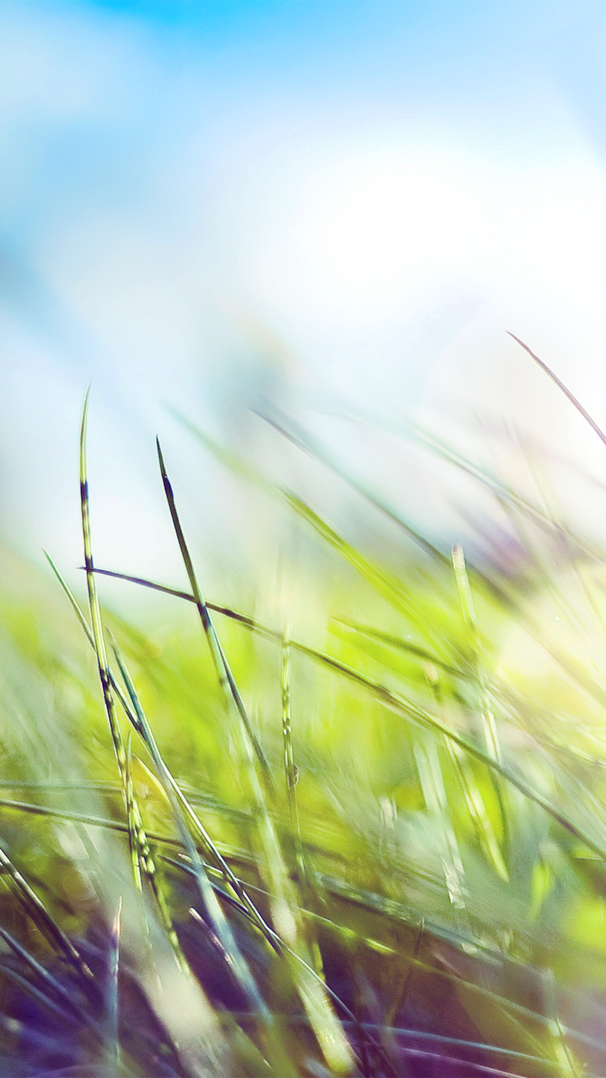 Nature Green Grass Bokeh Summer Flare