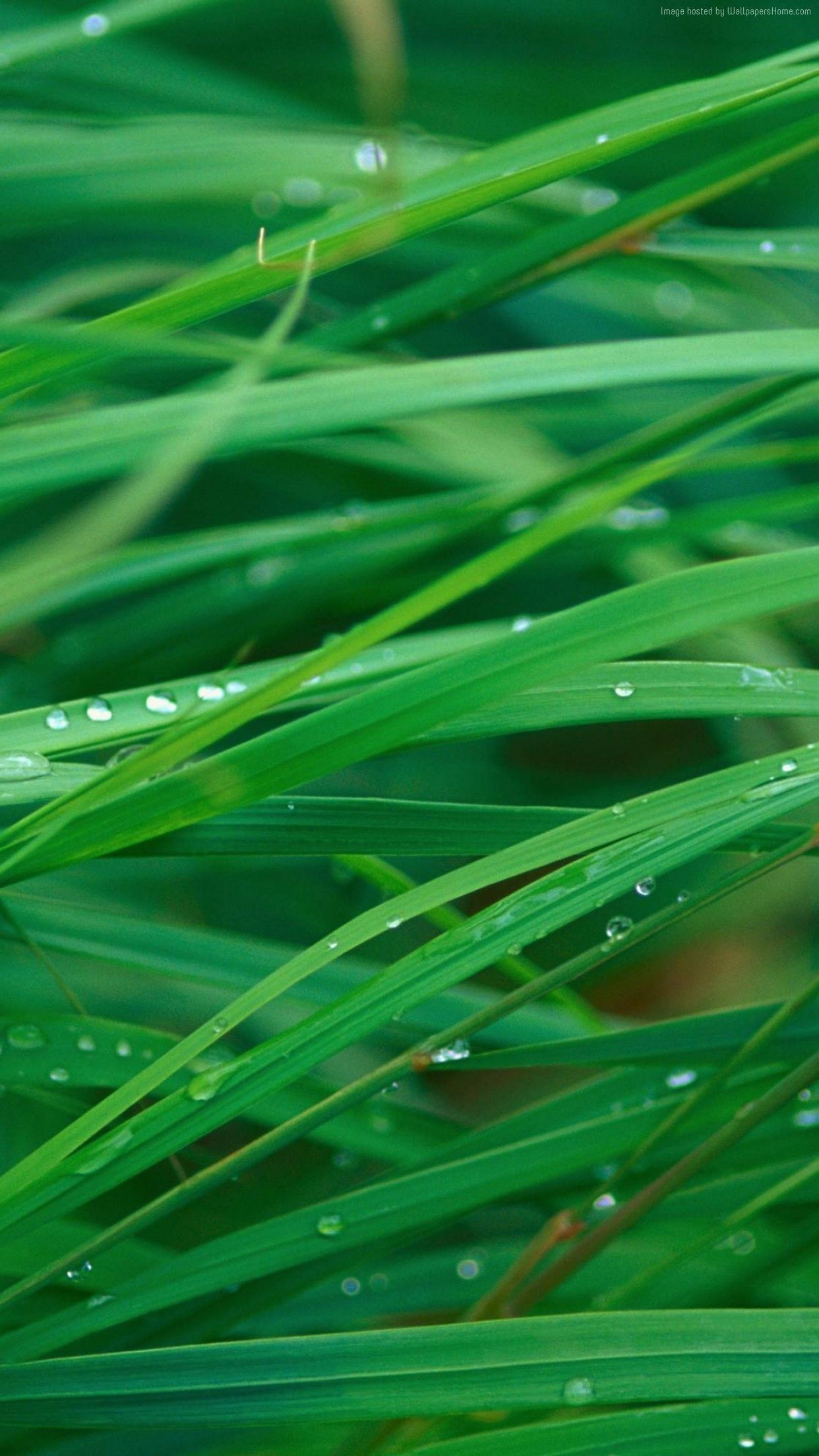 Green, grass, abstract, apple