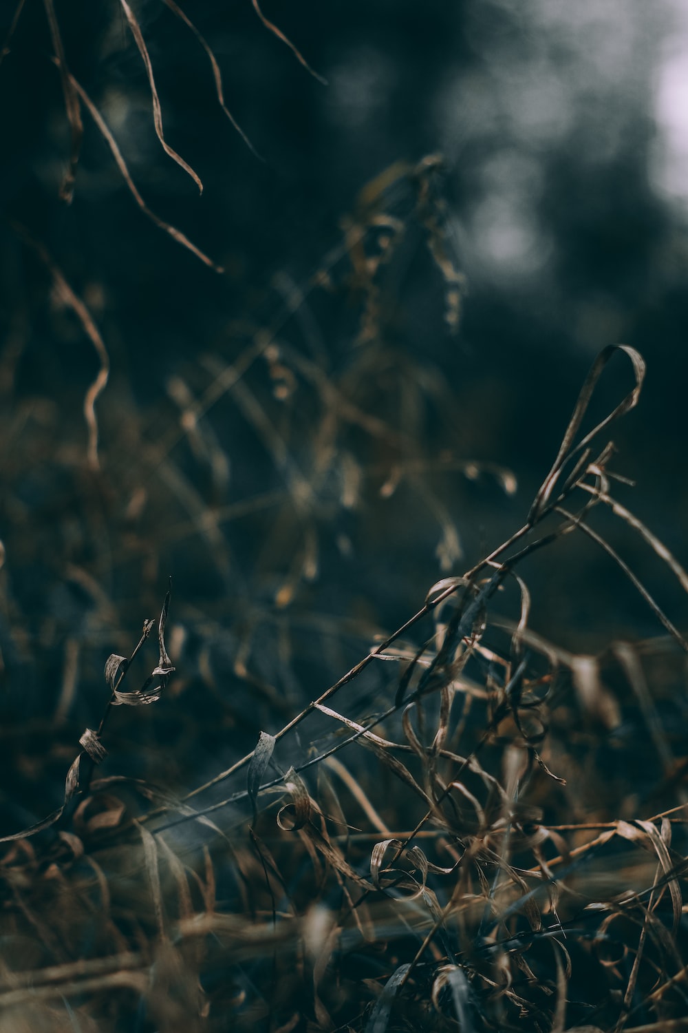 Free iPhone wallpaper Image