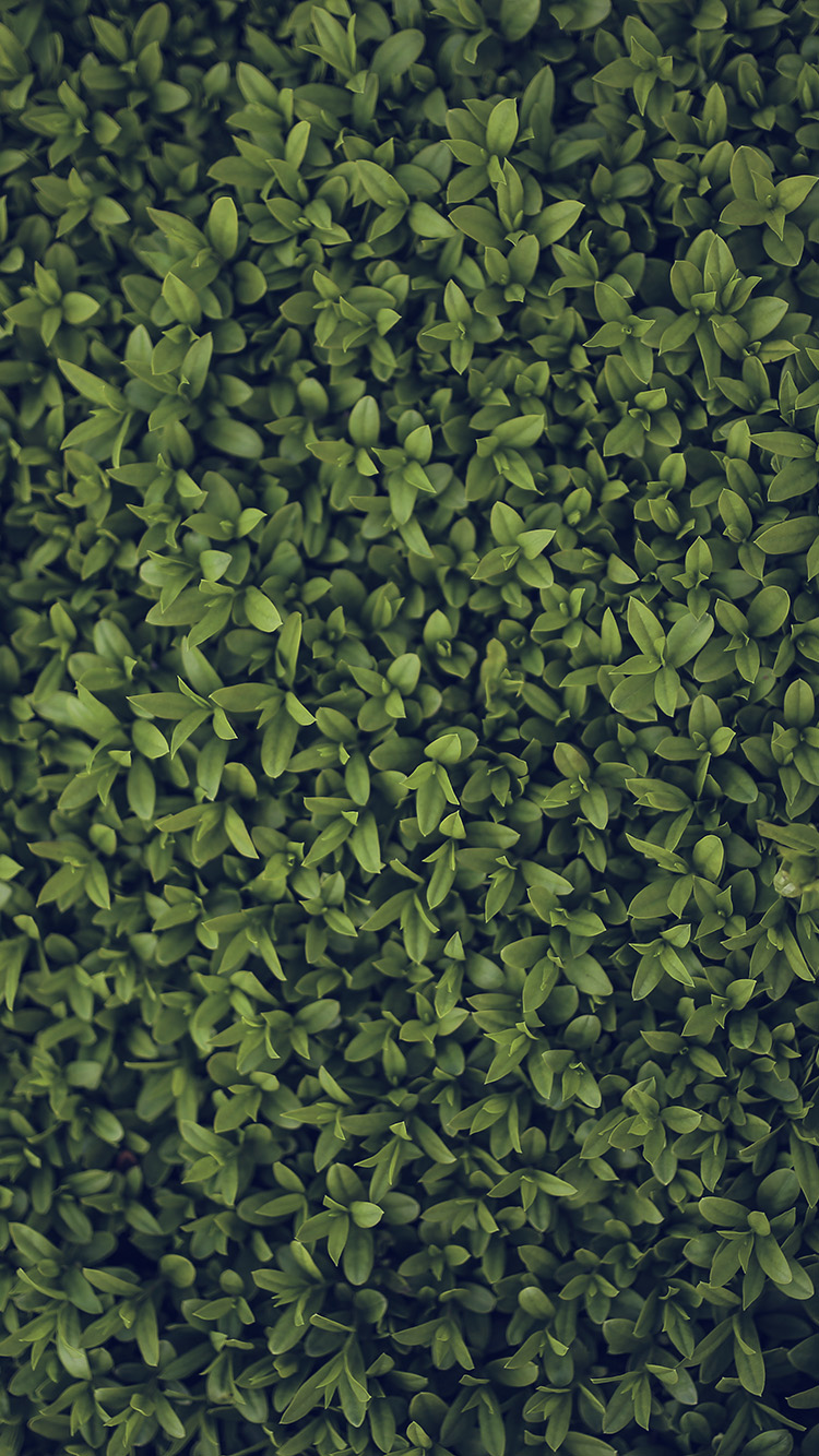 iPhone 6 wallpaper