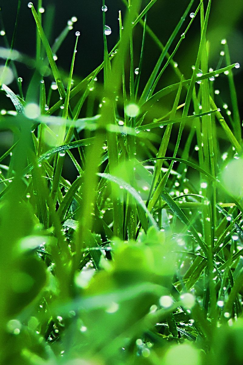 wallpaper 800x1200 grass, dew, drops