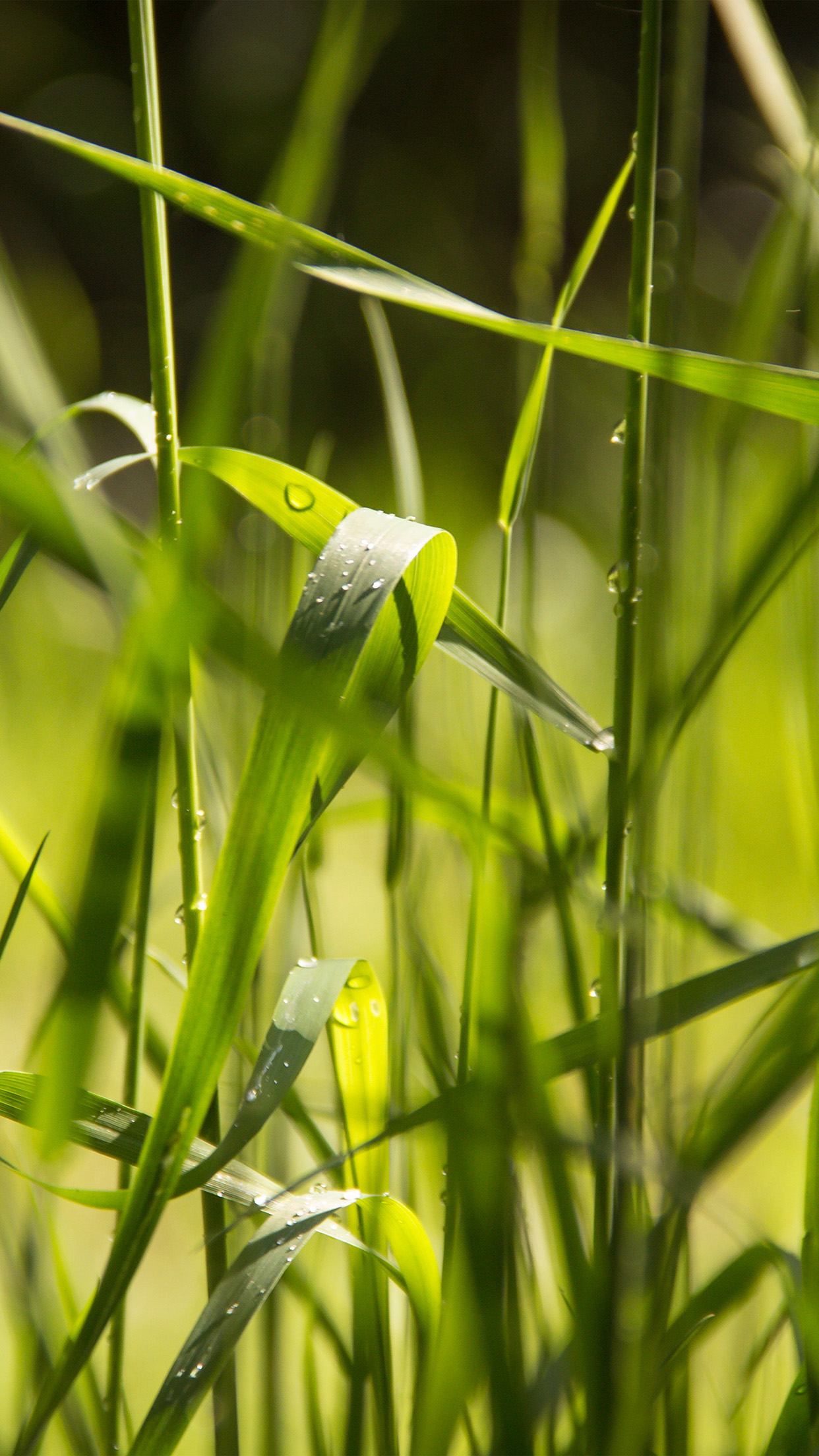 Grass Lawn Flower Green Leaf Rain