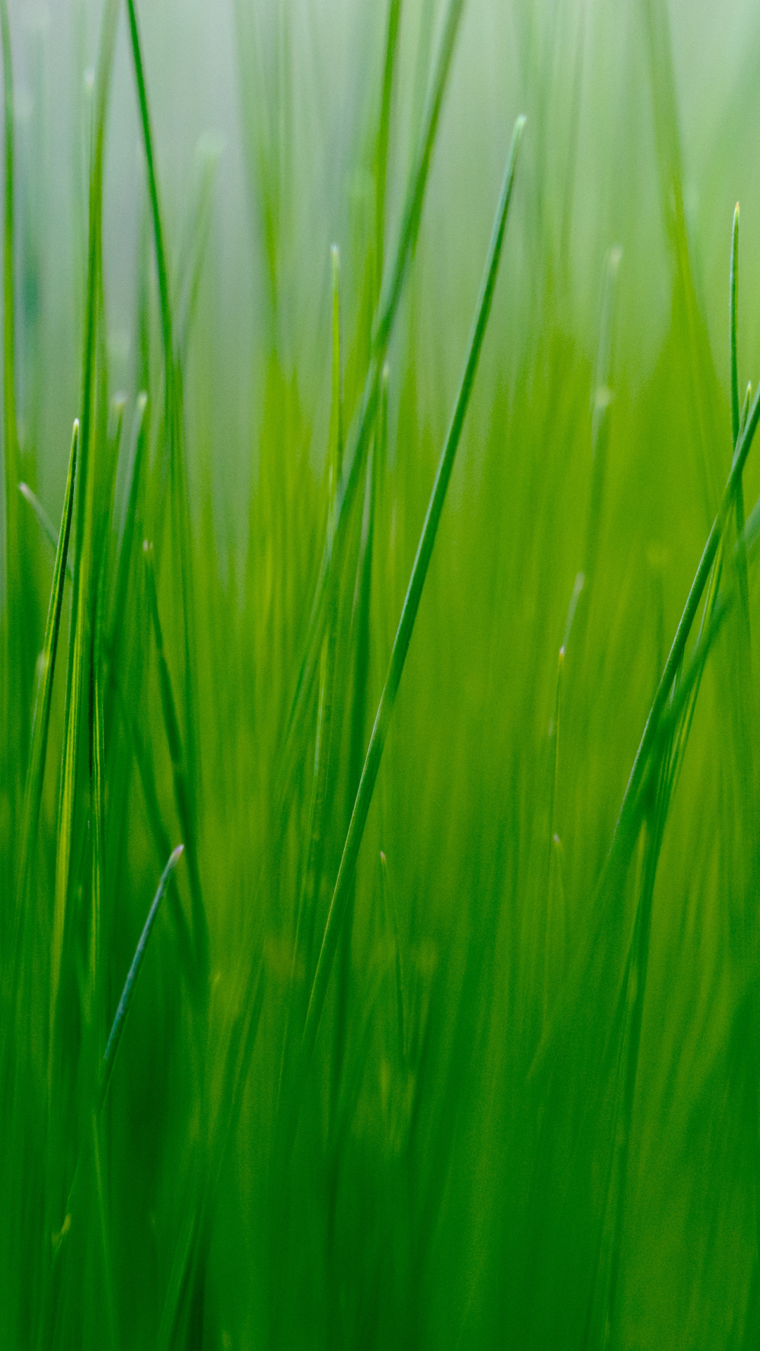 Blades of Grass iPhone Wallpaper