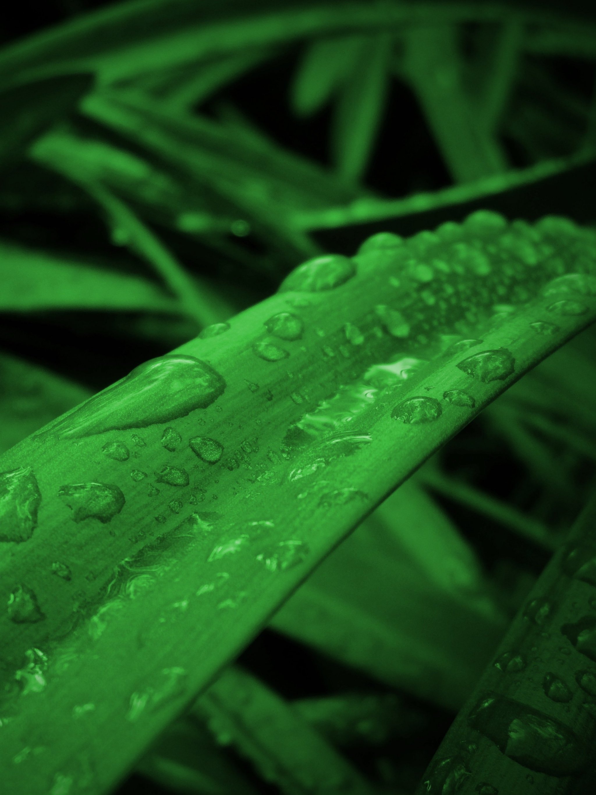 Raindrops on Grass Wallpaper