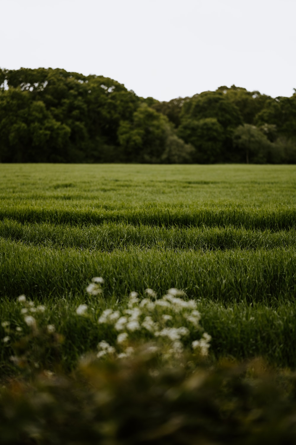 Grass Fields Picture. Download Free