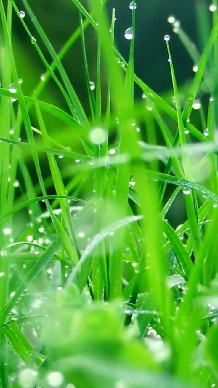 Fresh Dew Grass Leaves After Rain