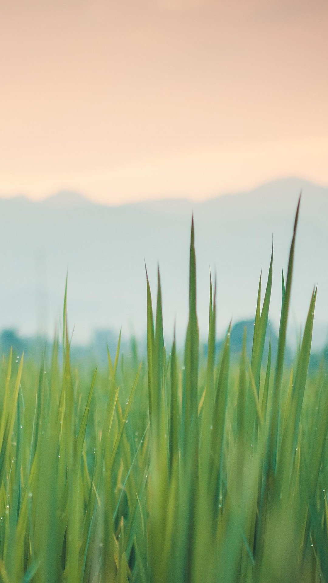 grass, nature for iPhone 6, 7