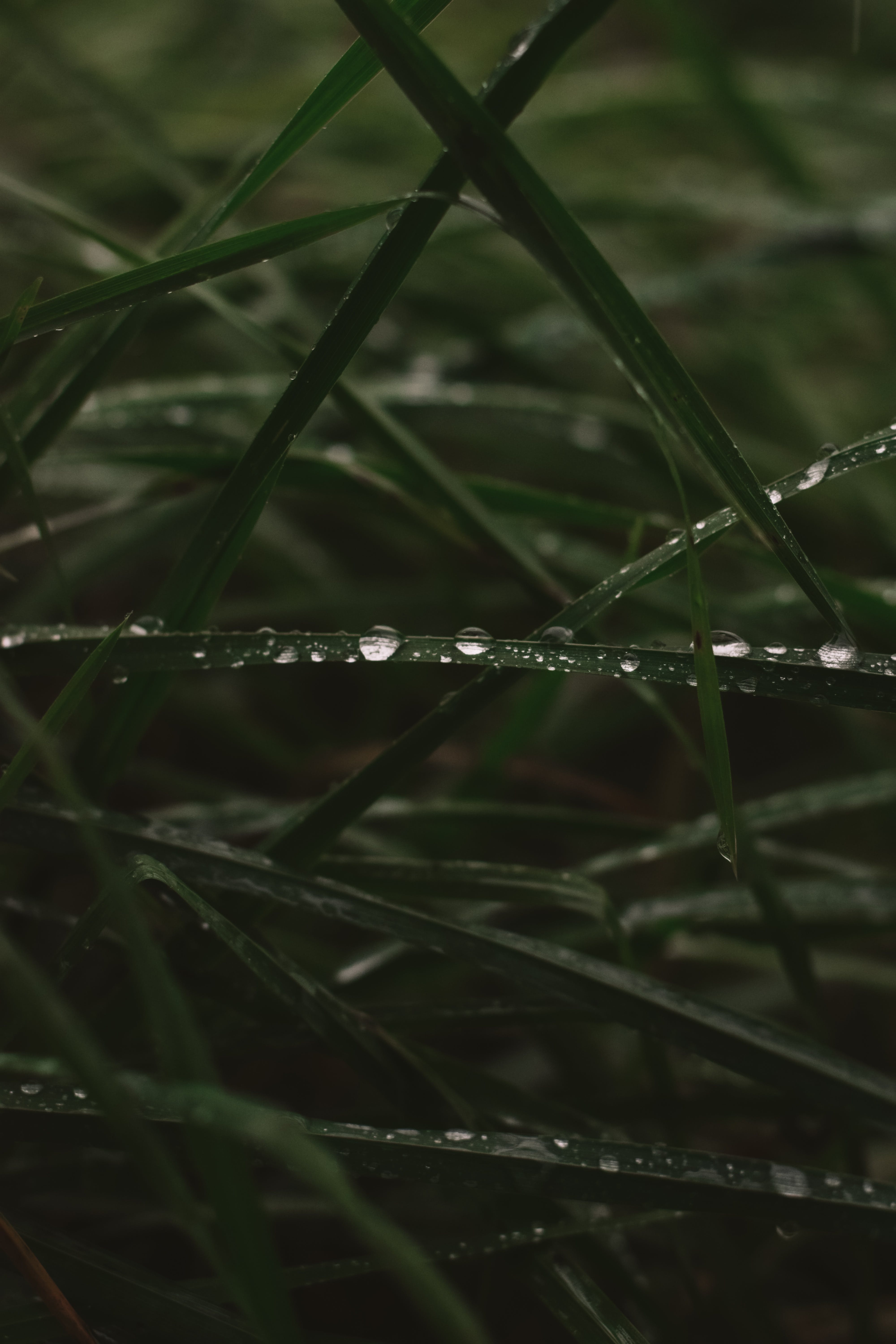 Green Grass · Free