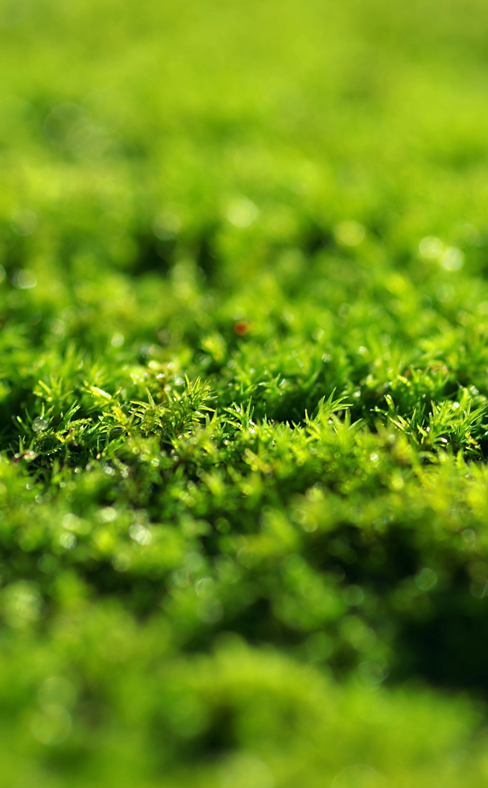 wallpaper 950x1534 green grass, moss