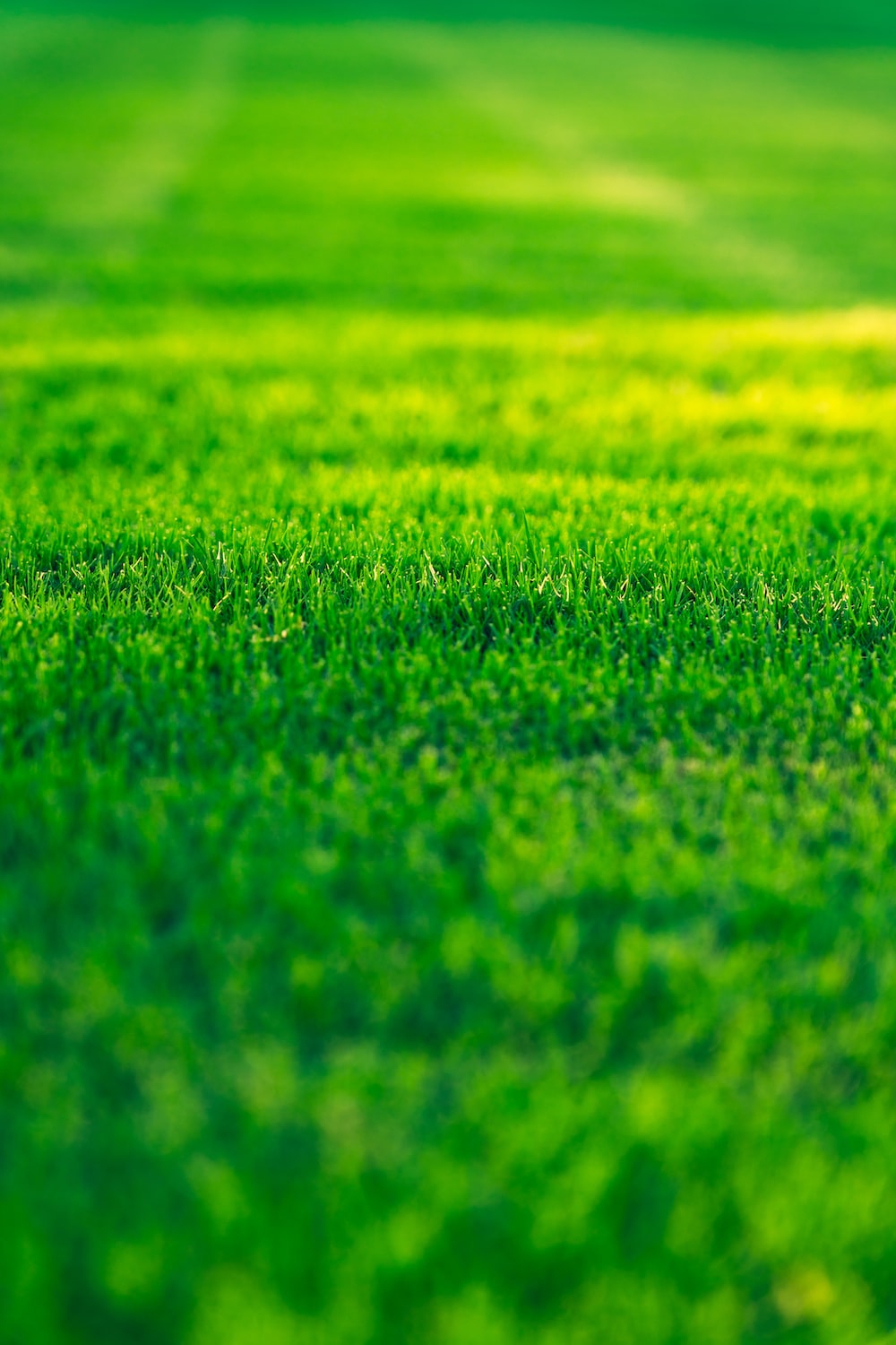 green grass with a blurry background