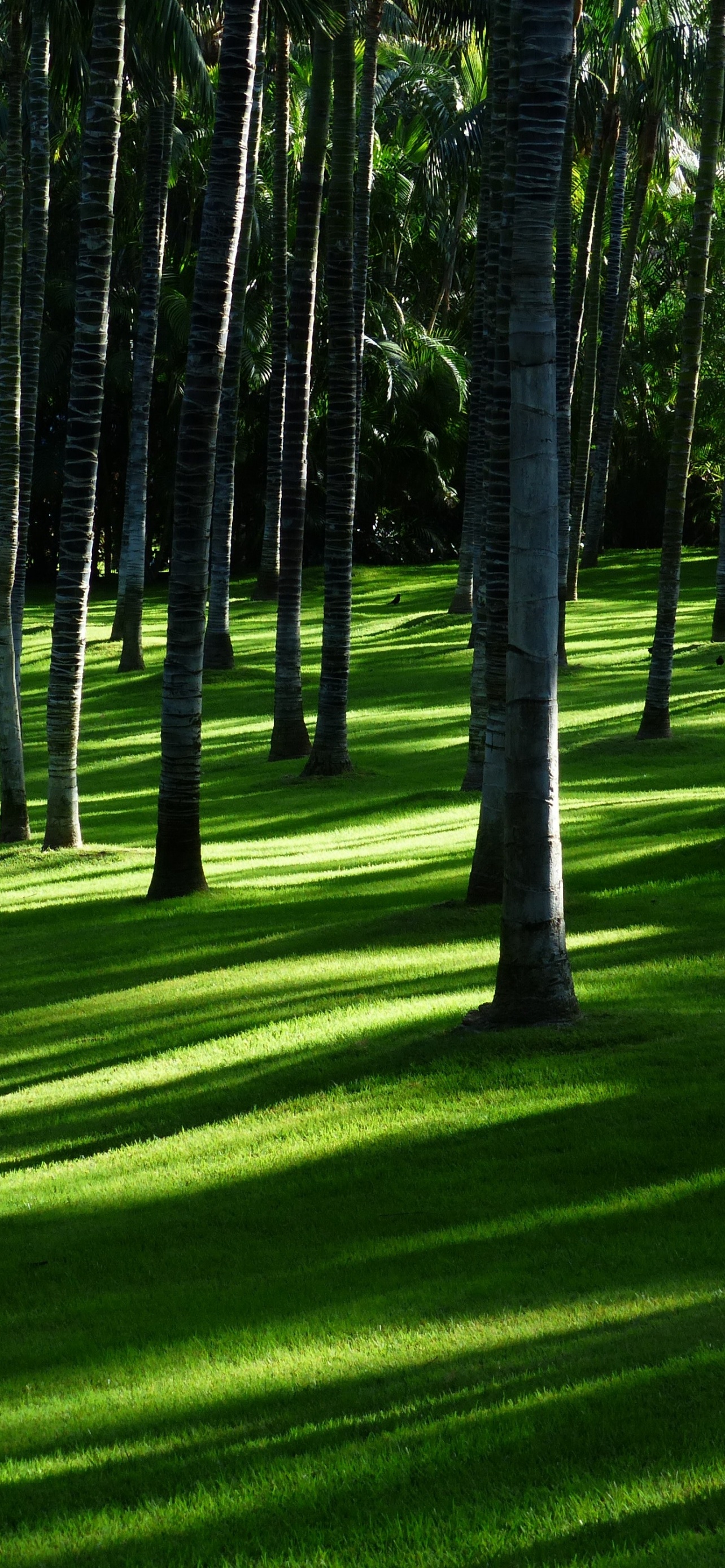 Green Grass Wallpaper 4K, Trees, Woods