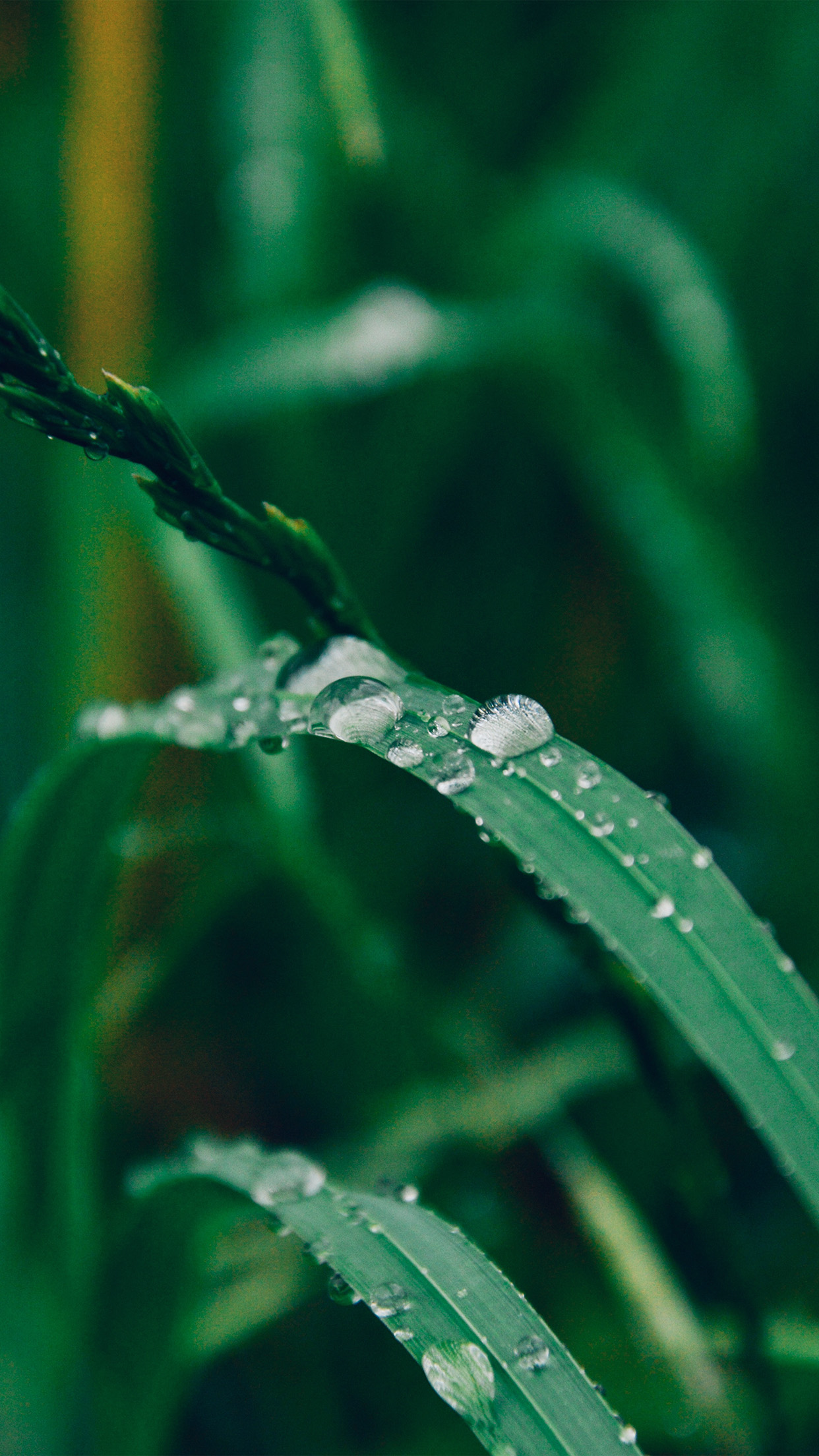 Grass Drop Water Rain Nature Forest