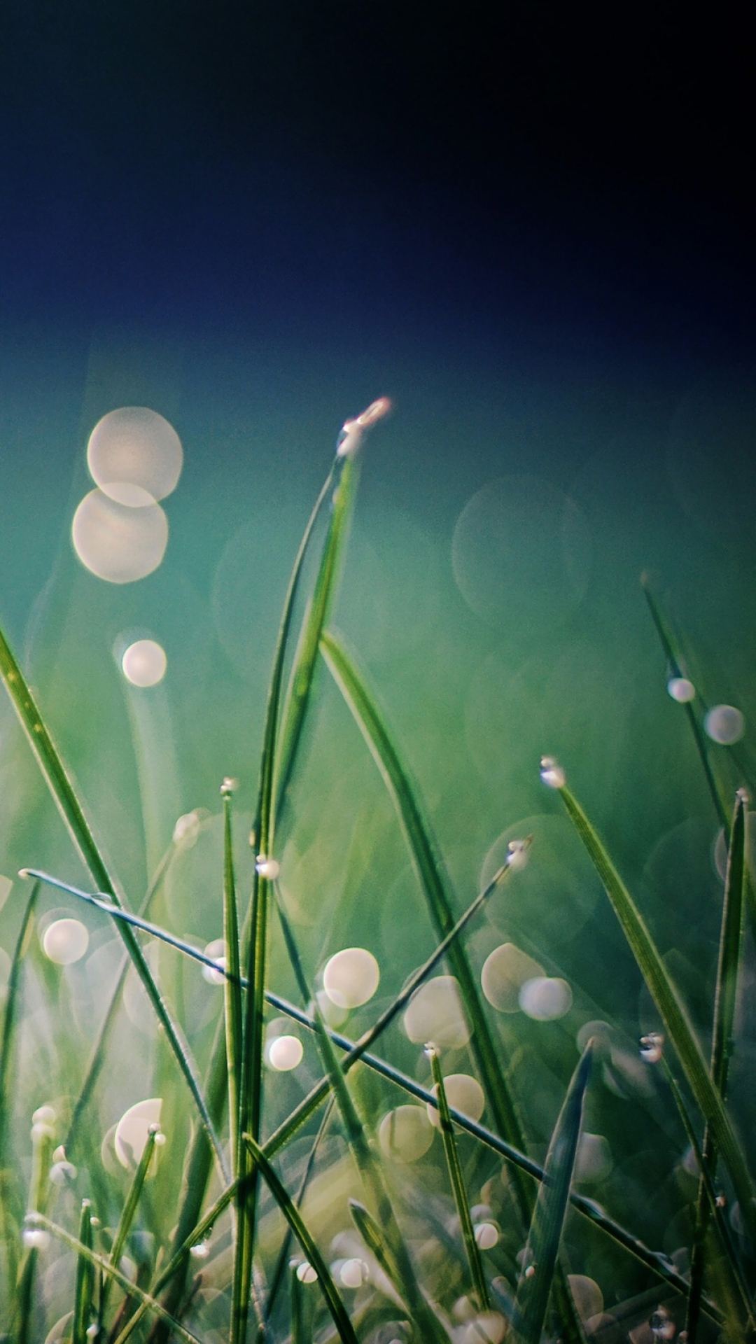 Grass iPhone Wallpaper