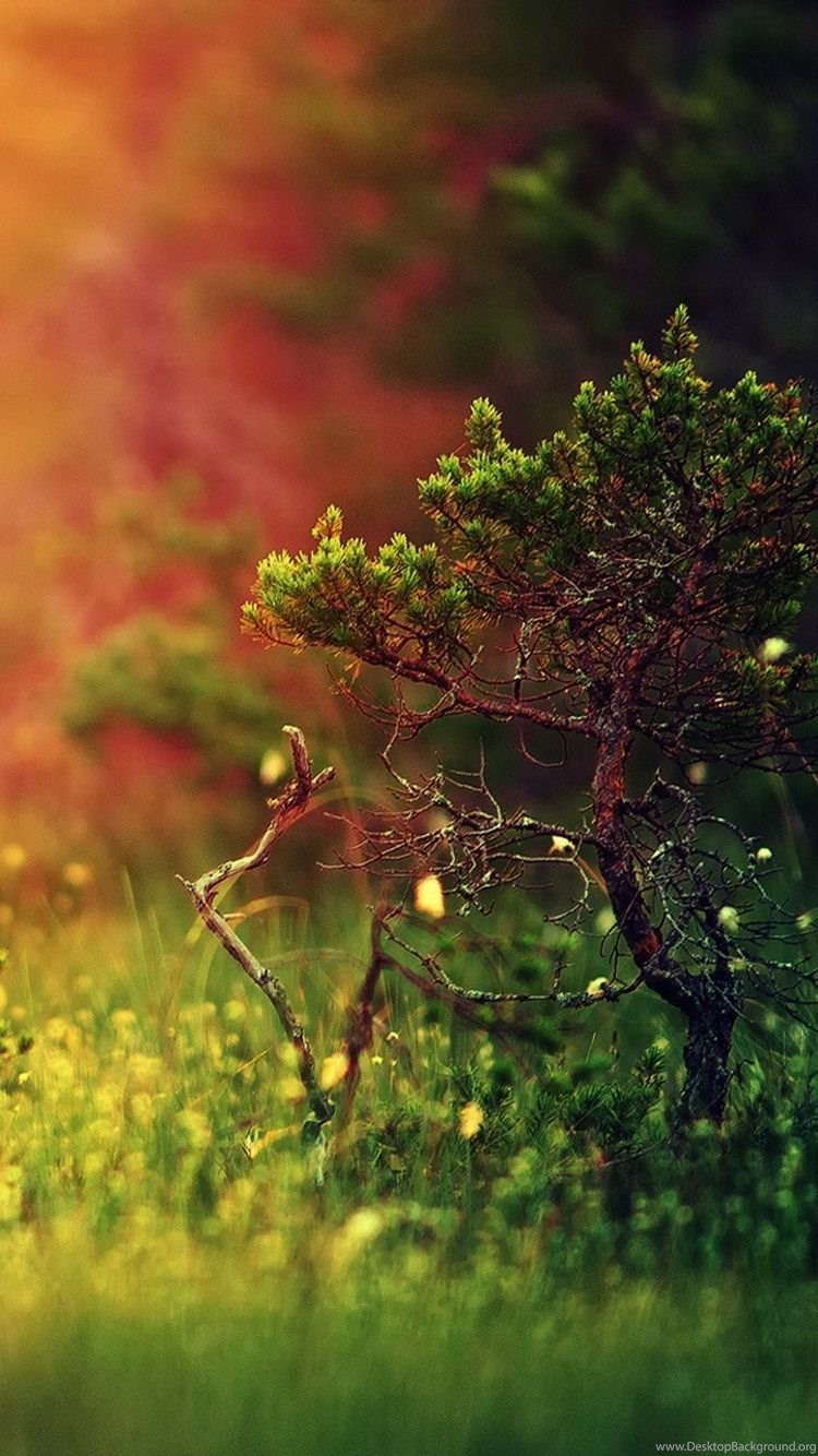 iPhone 6s Nature Grass Wallpaper HD