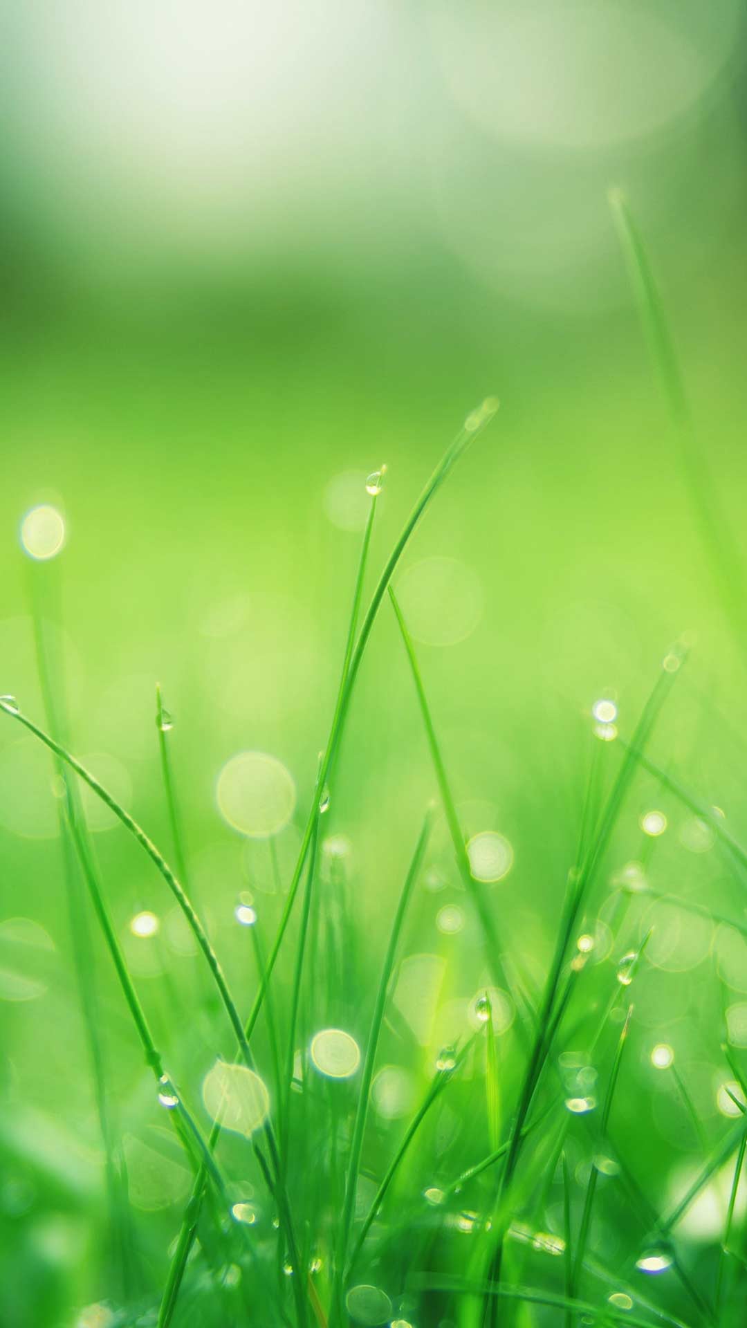 Green iphone wallpaper