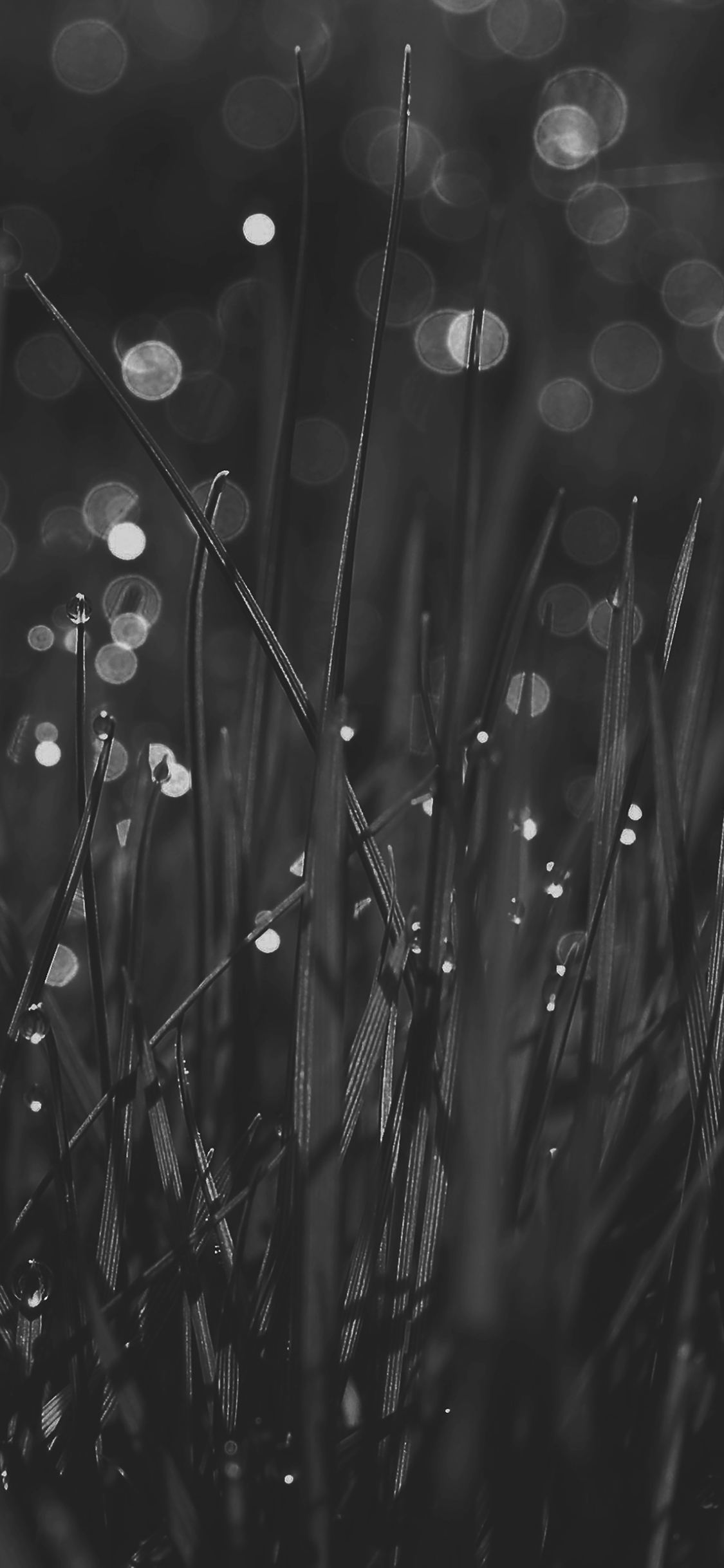 wallpaper. lawn grass rain nature