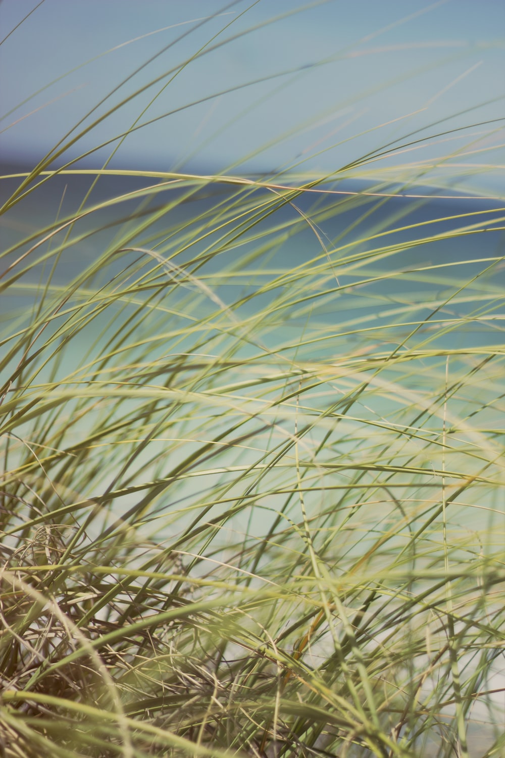 Beach Grass Picture. Download Free