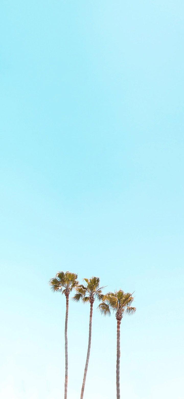 High Palms In The Turquoise Sky 4K
