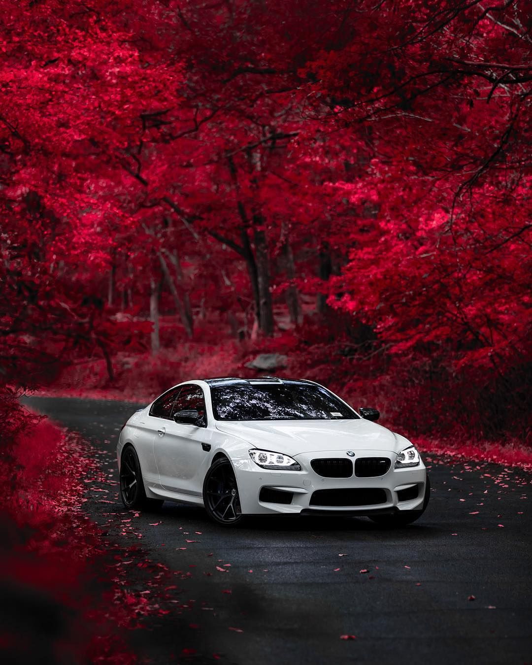 BMW F13 M6 white autumn. Auto