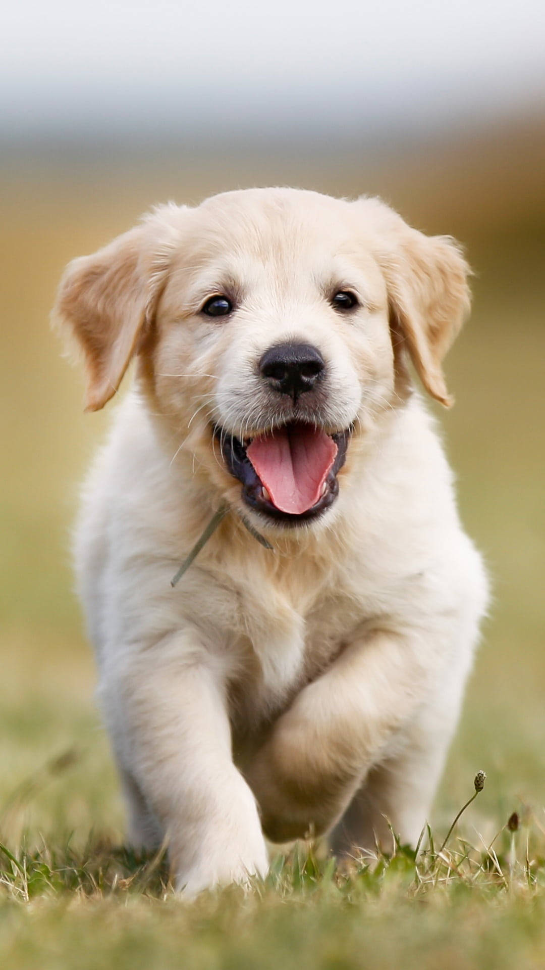 Download 8K iPhone Golden Retriever
