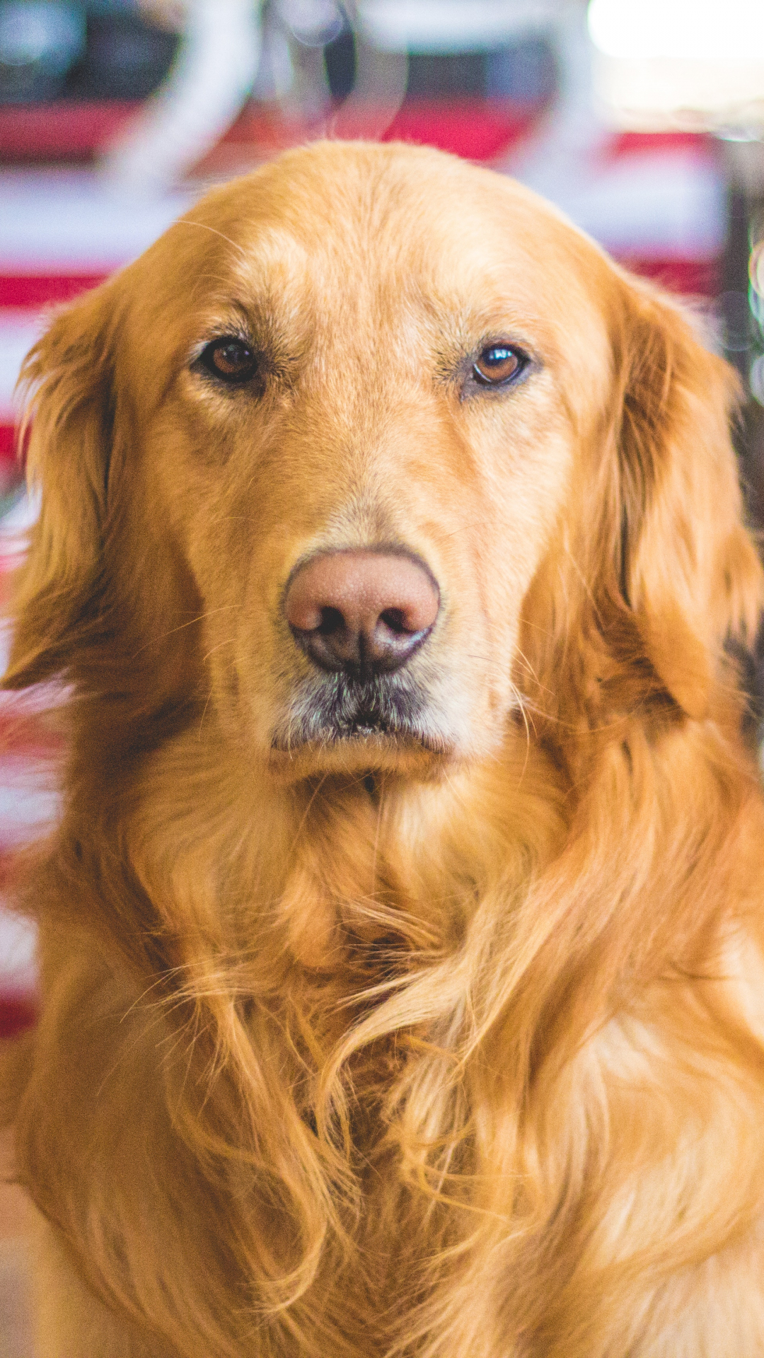 Dog, Golden Retriever Animal iPhone