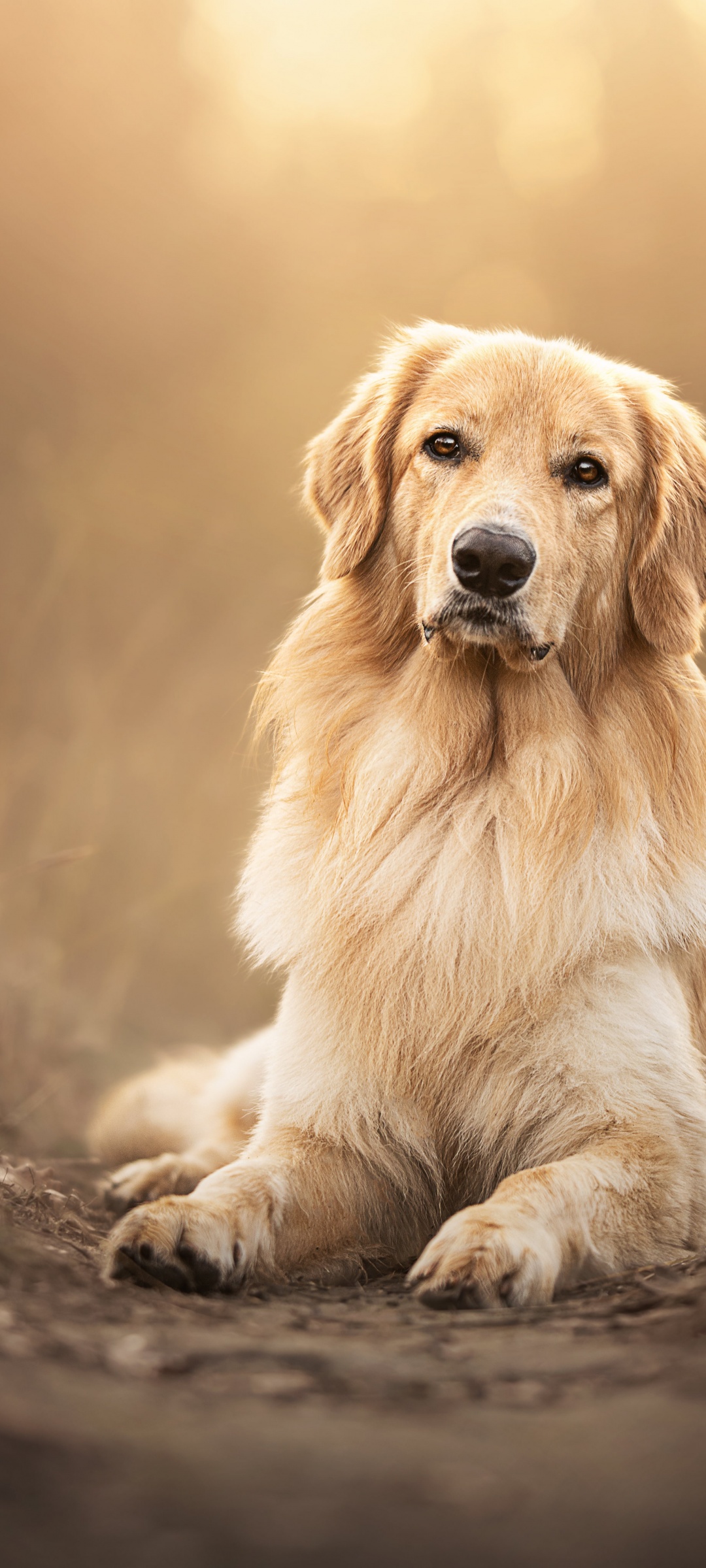 Scottish breed dog, Pet dog, 5K