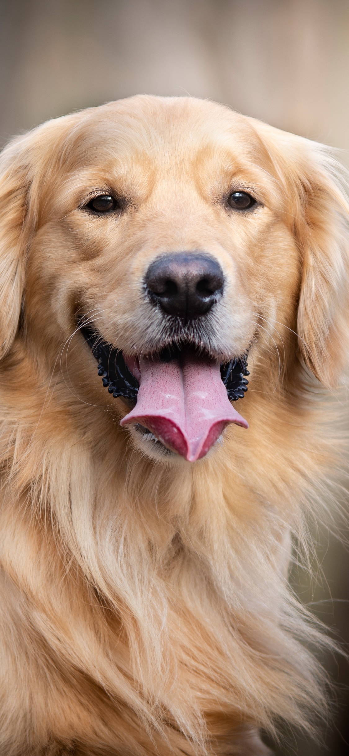 Golden Retriever Phone Wallpaper