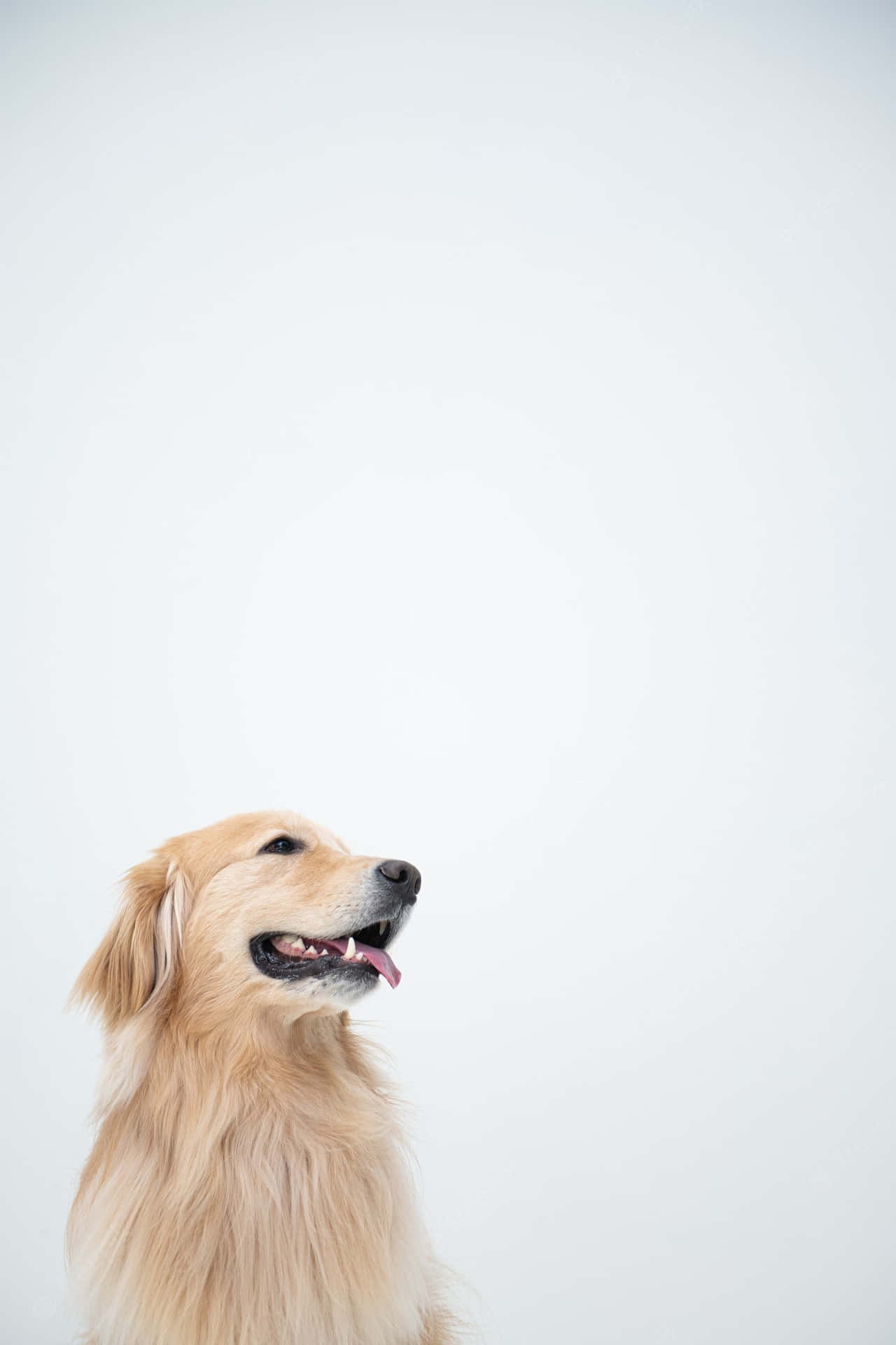 Download Golden Retriever Background