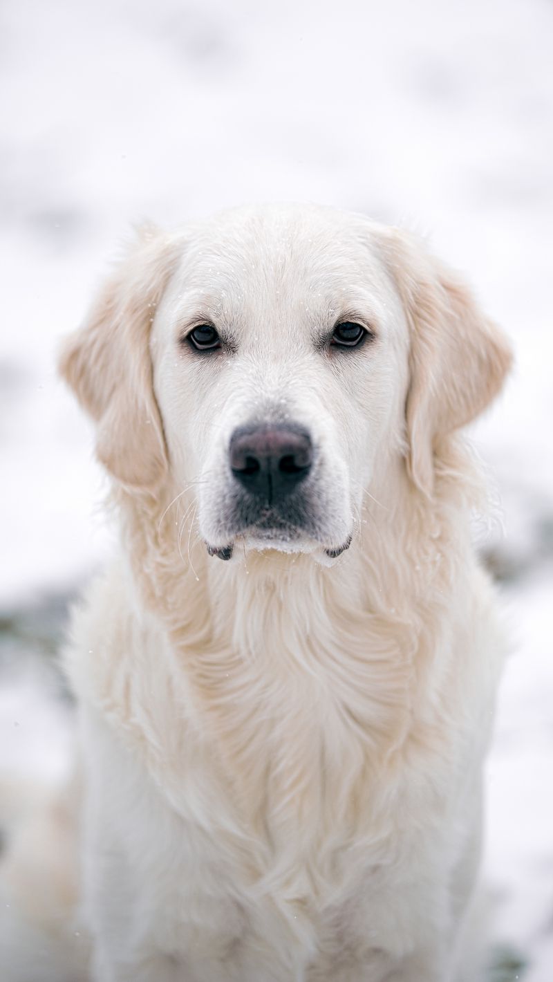 Download wallpaper 800x1420 golden