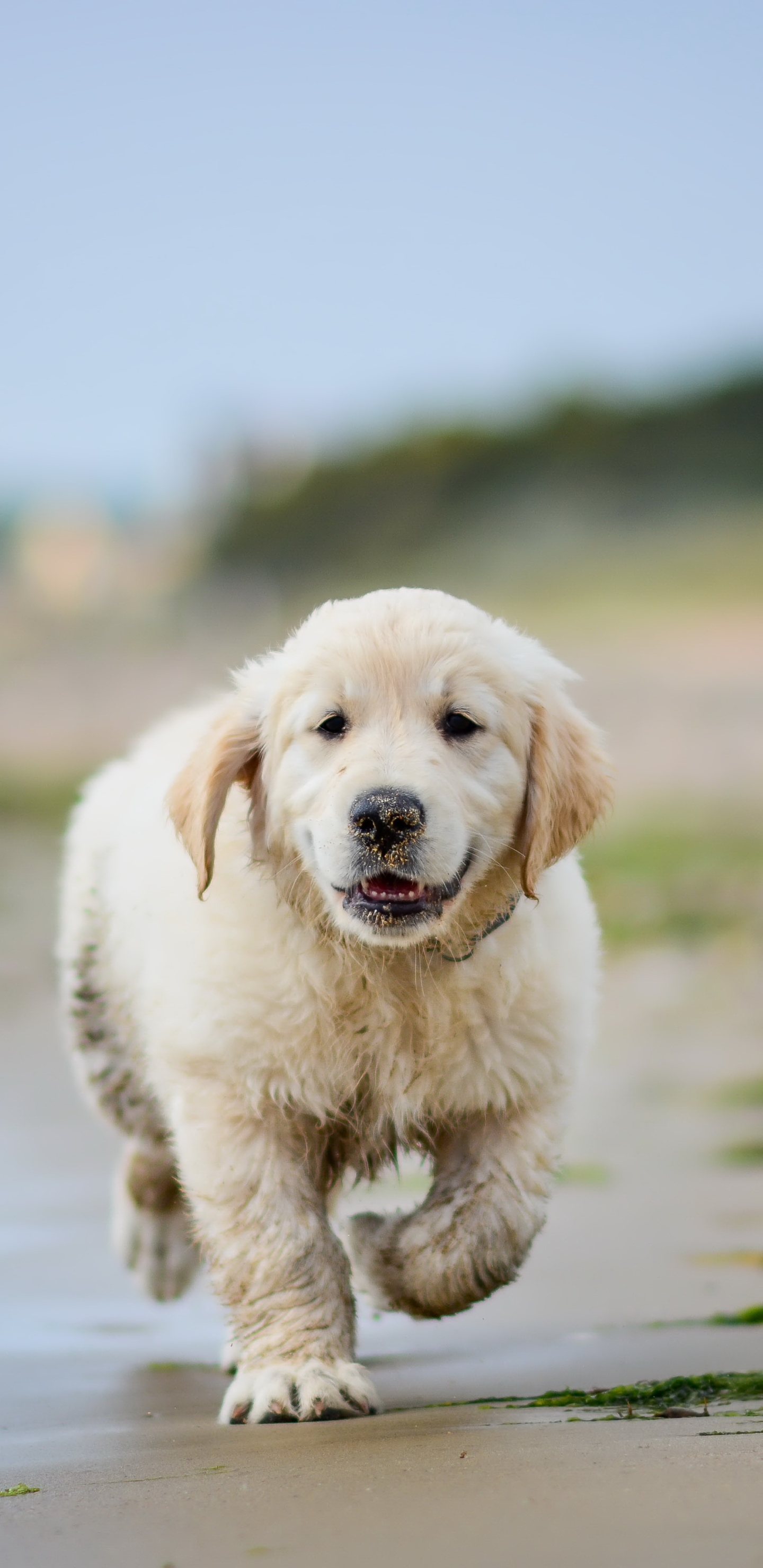 Download Golden Retriever wallpaper