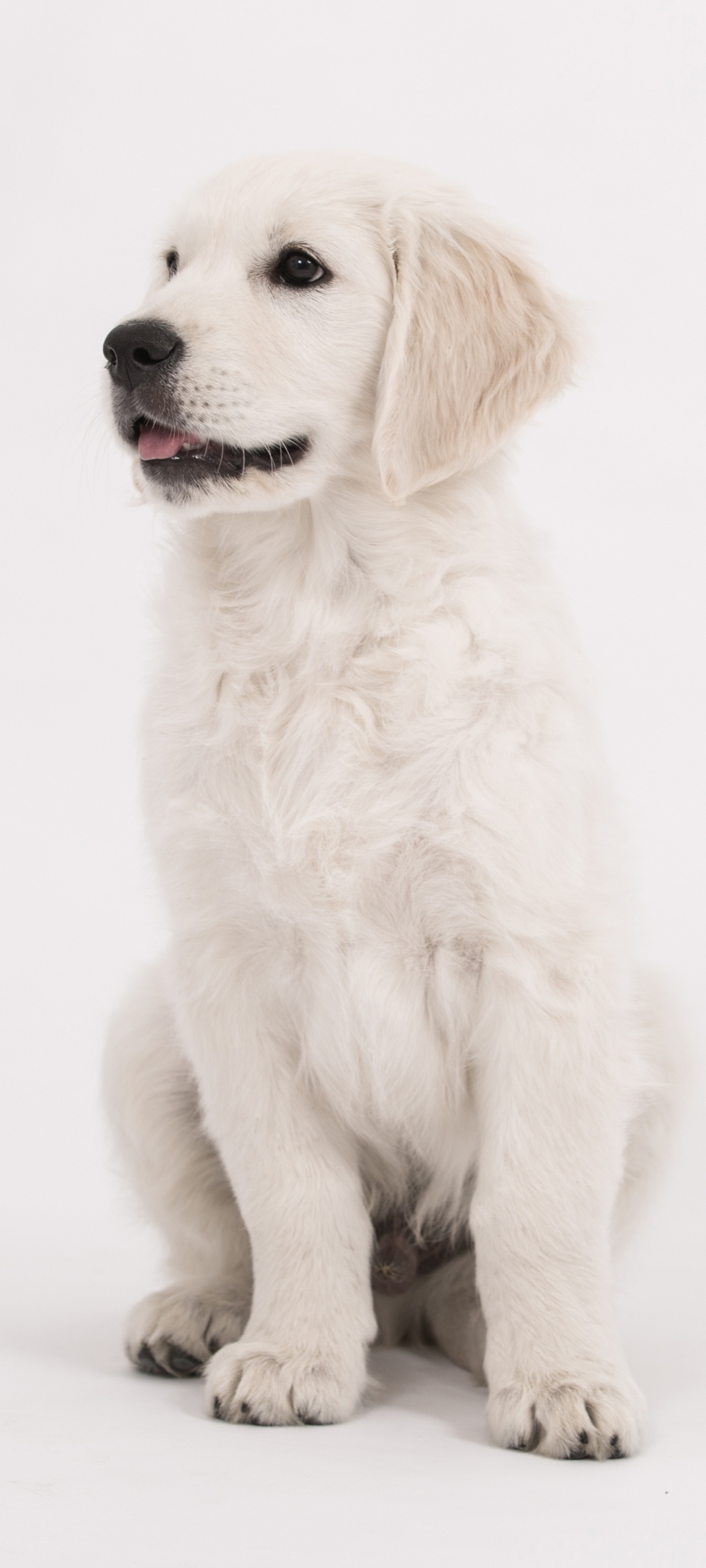 Cute Golden Retriever Puppy