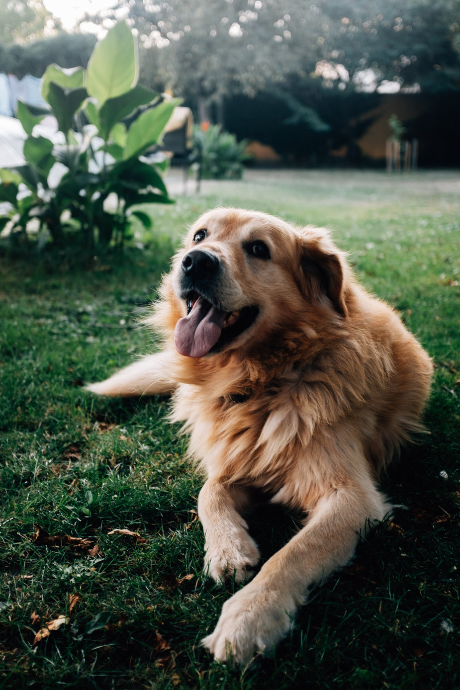 HD Image of Happy Golden Retriever