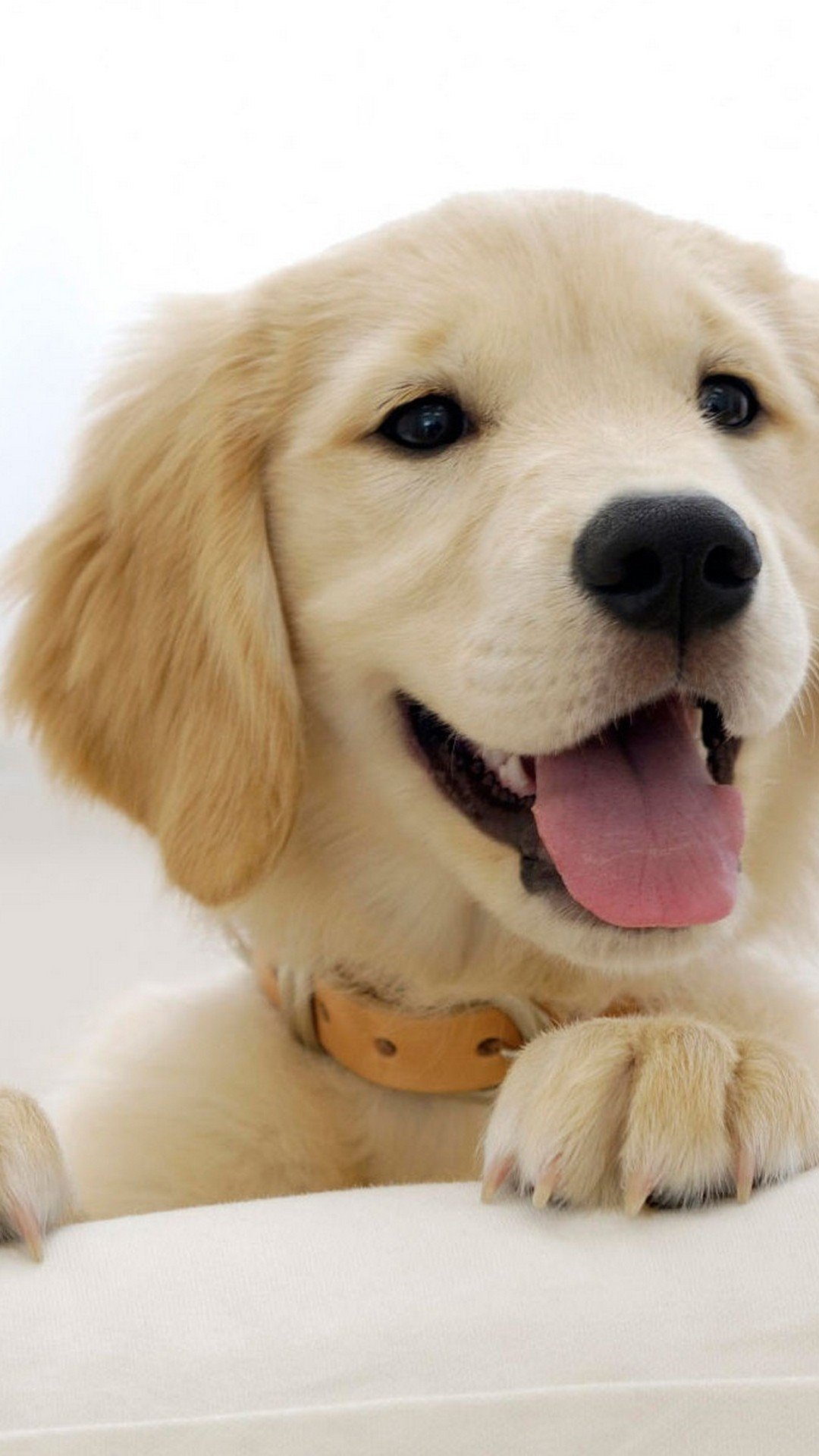Golden retriever dog breed Wallpaper