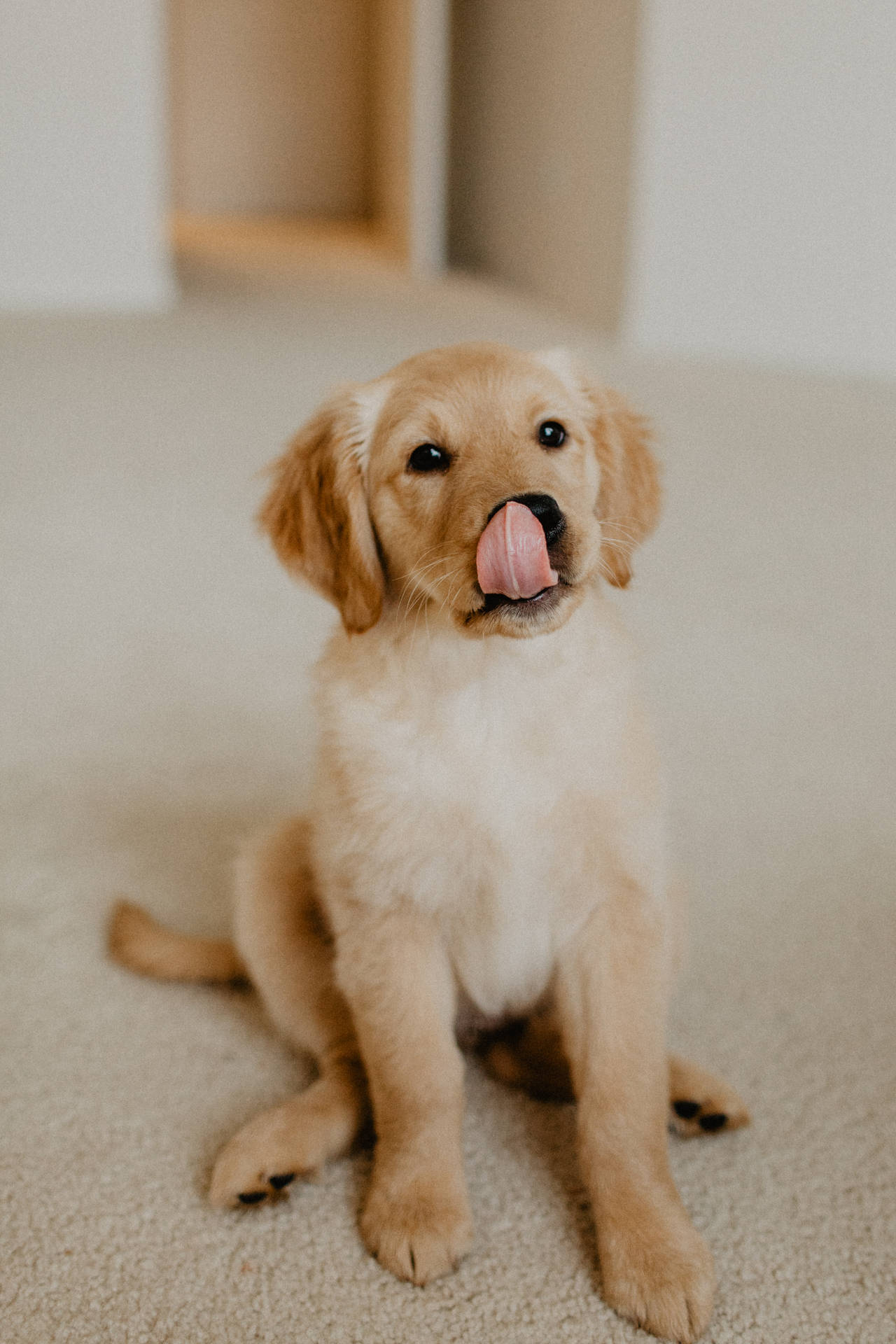 Download Golden Retriever Puppy Licking