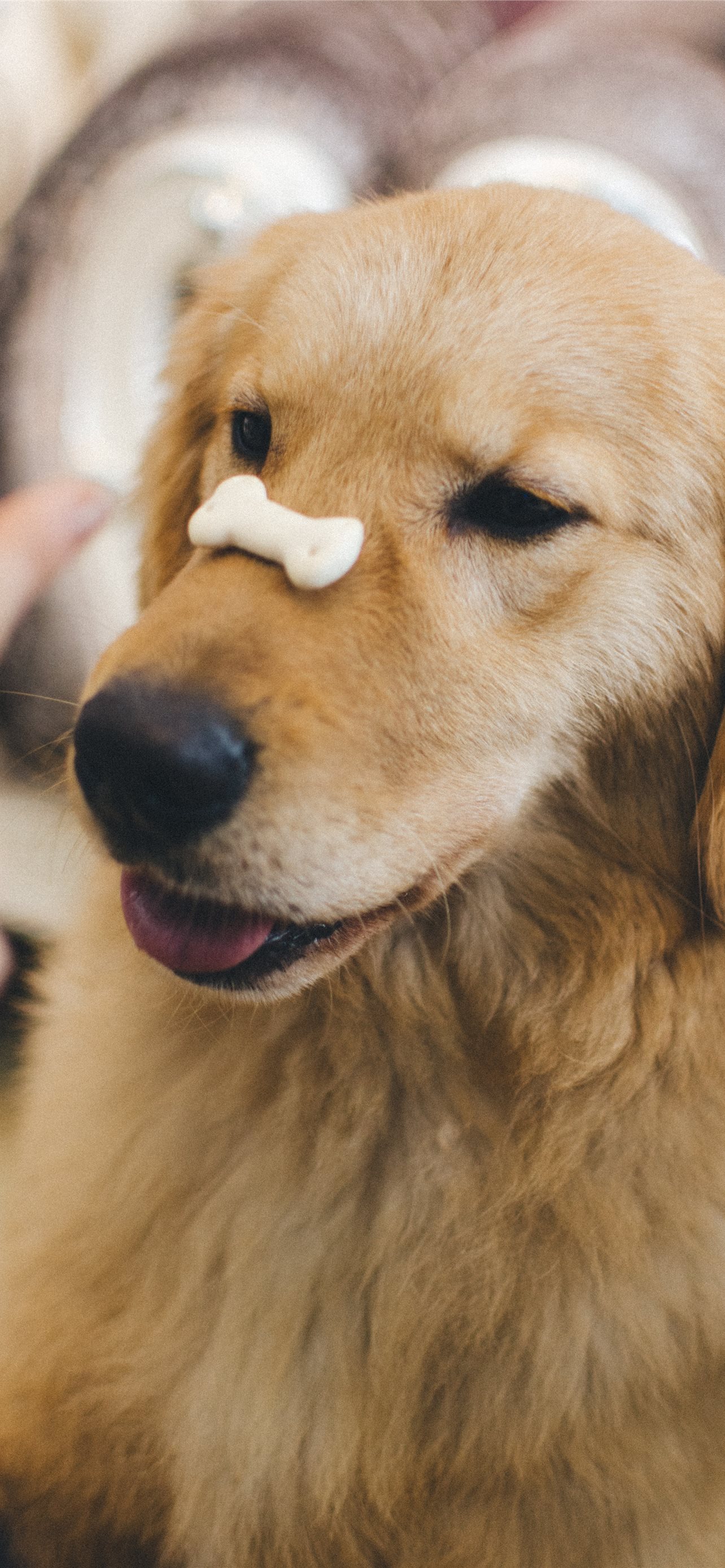 adult golden retriever with cookie bone