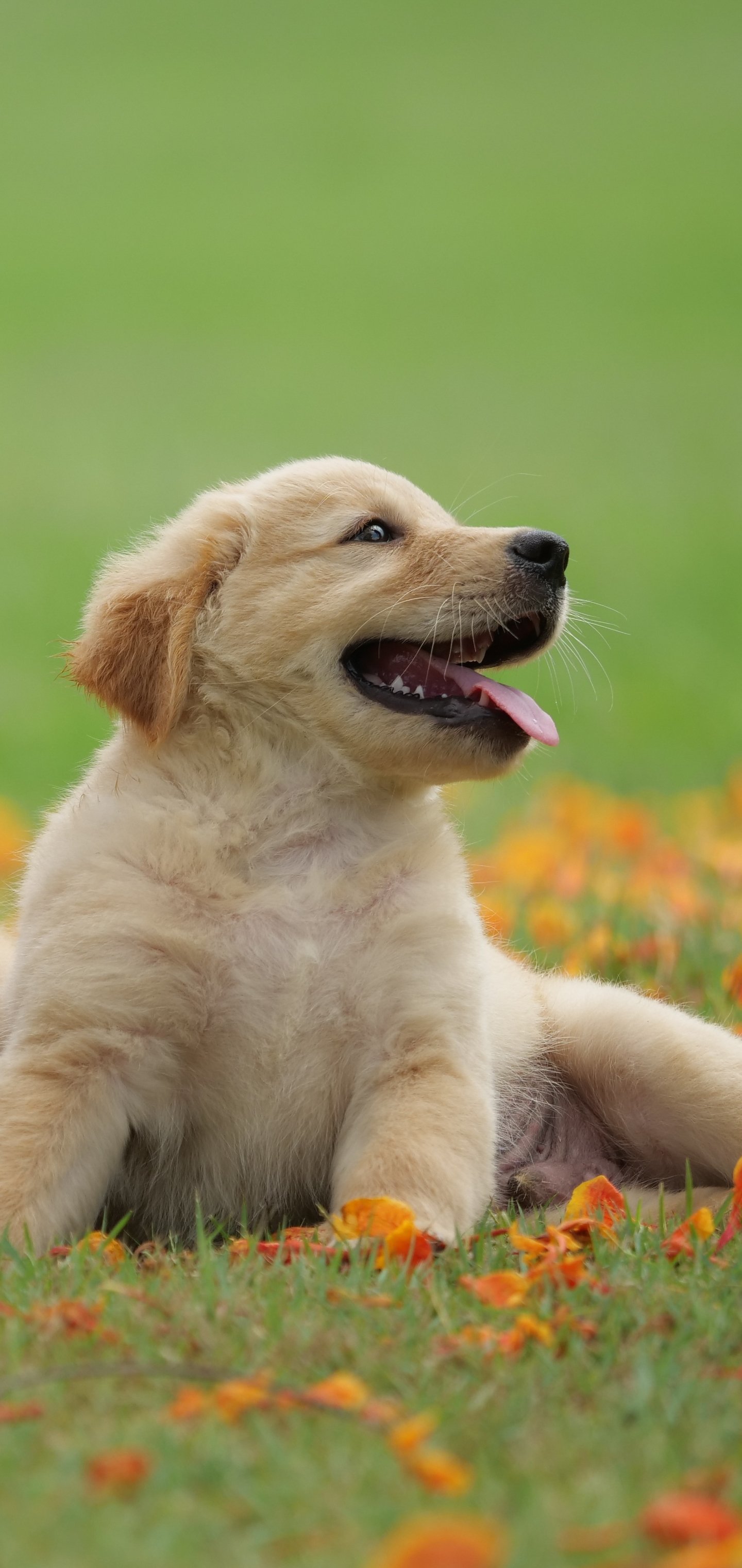 Golden Retriever Phone Wallpaper