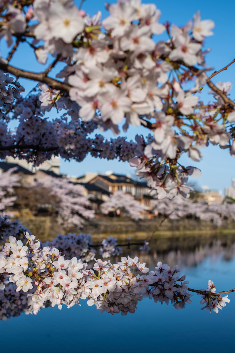 The Ultimate Kanazawa Travel Guide
