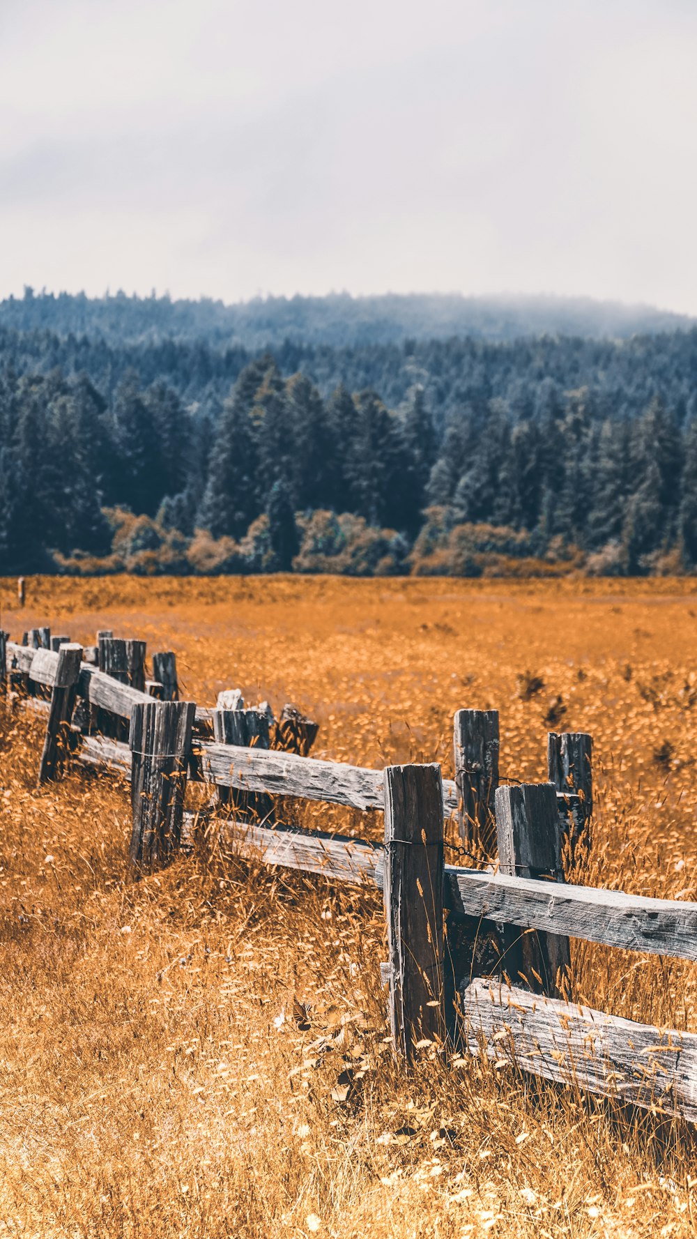A wooden fence in a field with trees
