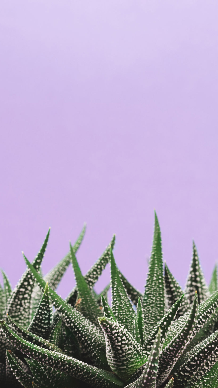 Free Cute Phone Wallpaper Image