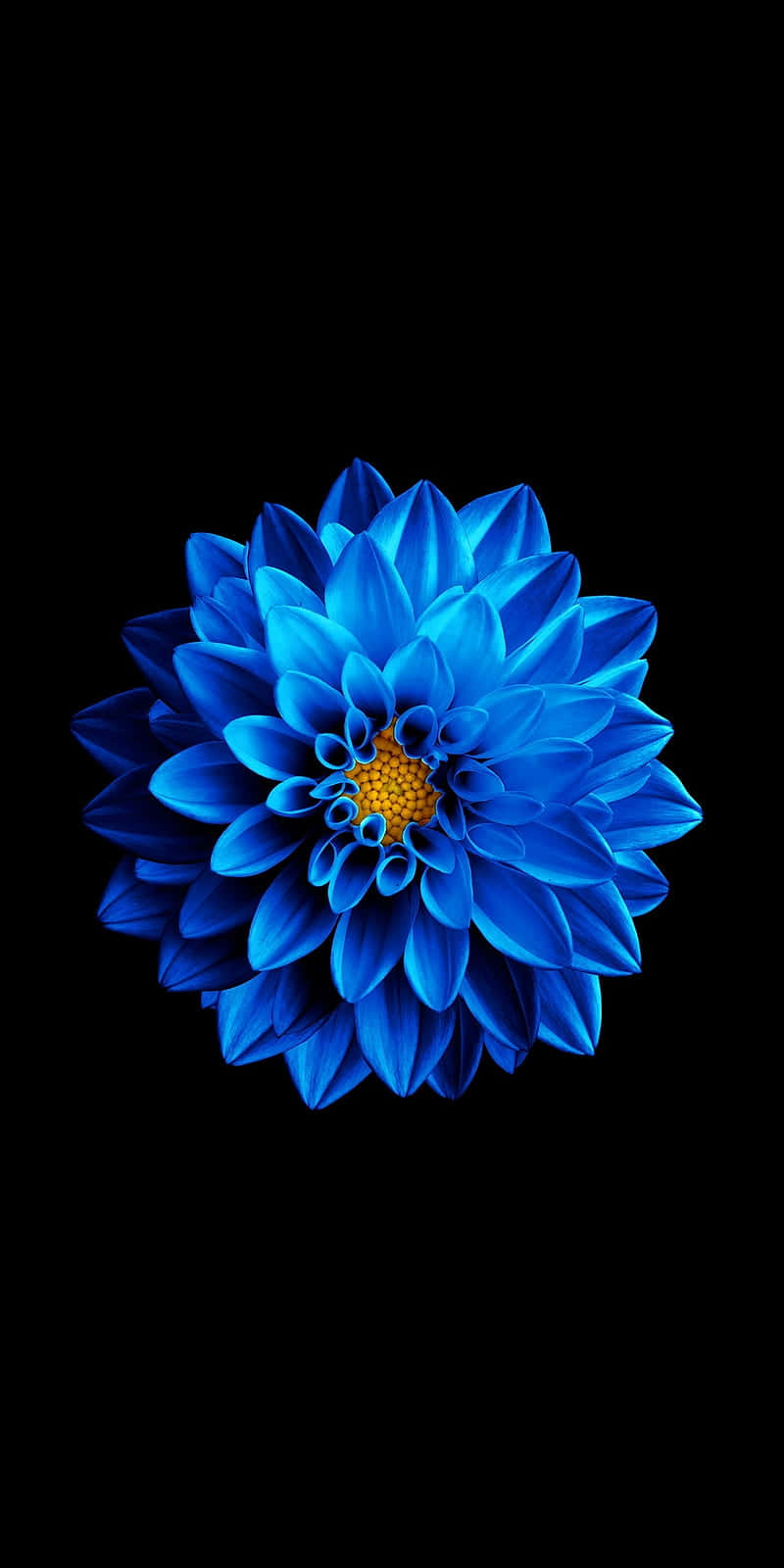 Download Cool Dahlia Super Amoled