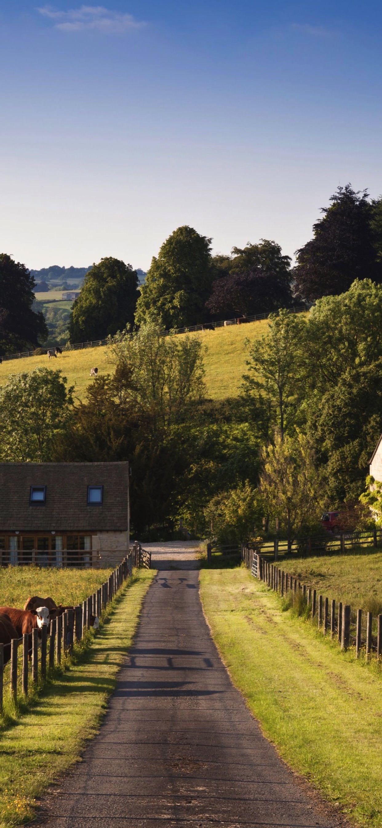 Landscape farm green cow. wallpaper.sc