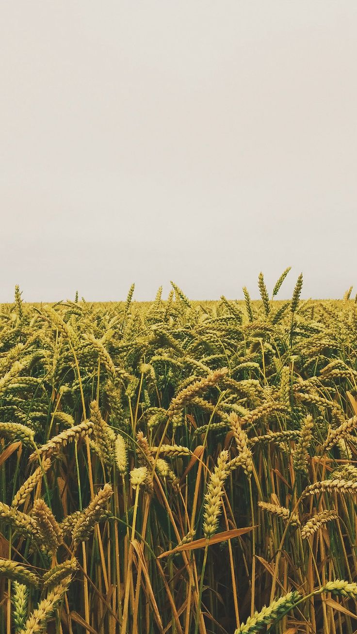 Flower Reed Field Rice Nature Green