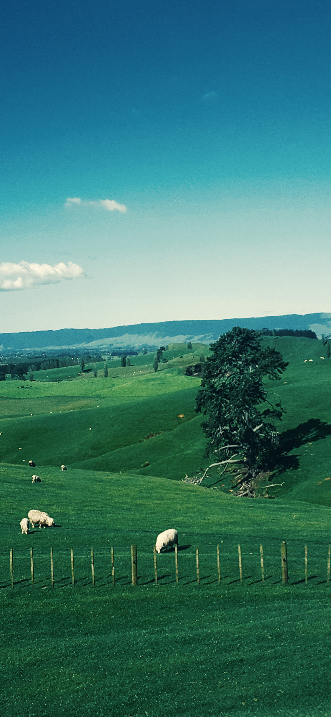 Nature Green Sheep Sky Sunny