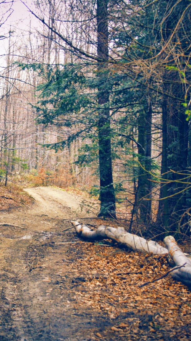 Hiking Forest Road iPhone 6 Wallpaper