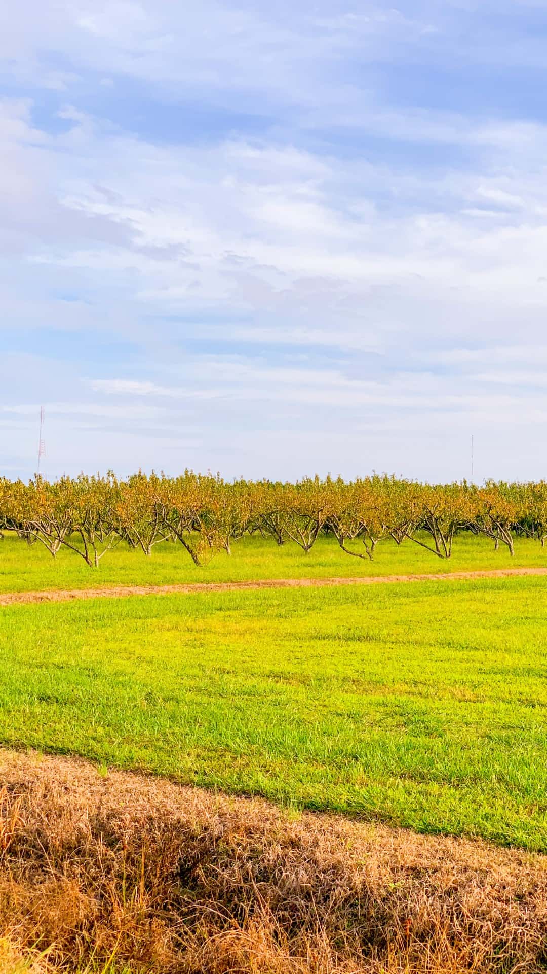 Autumn iPhone Wallpaper Background
