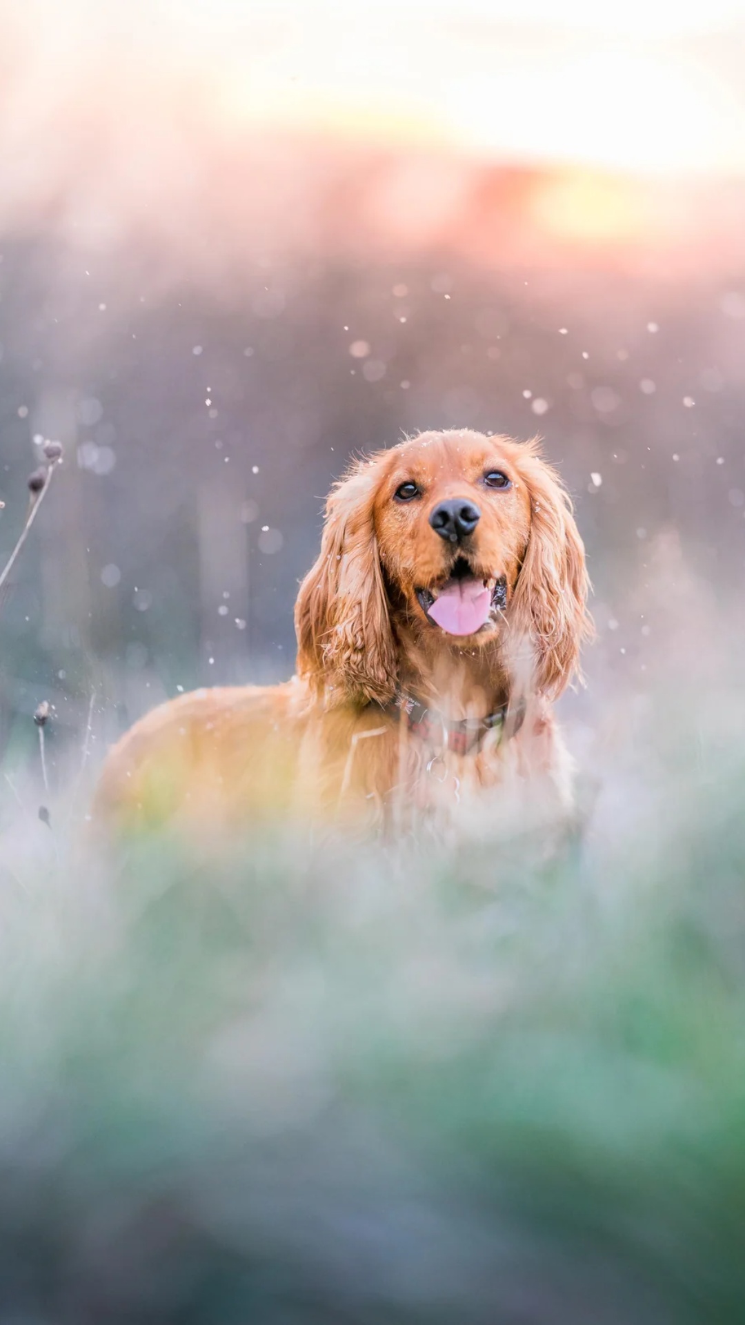 Best Dogs iPhone Wallpaper Download