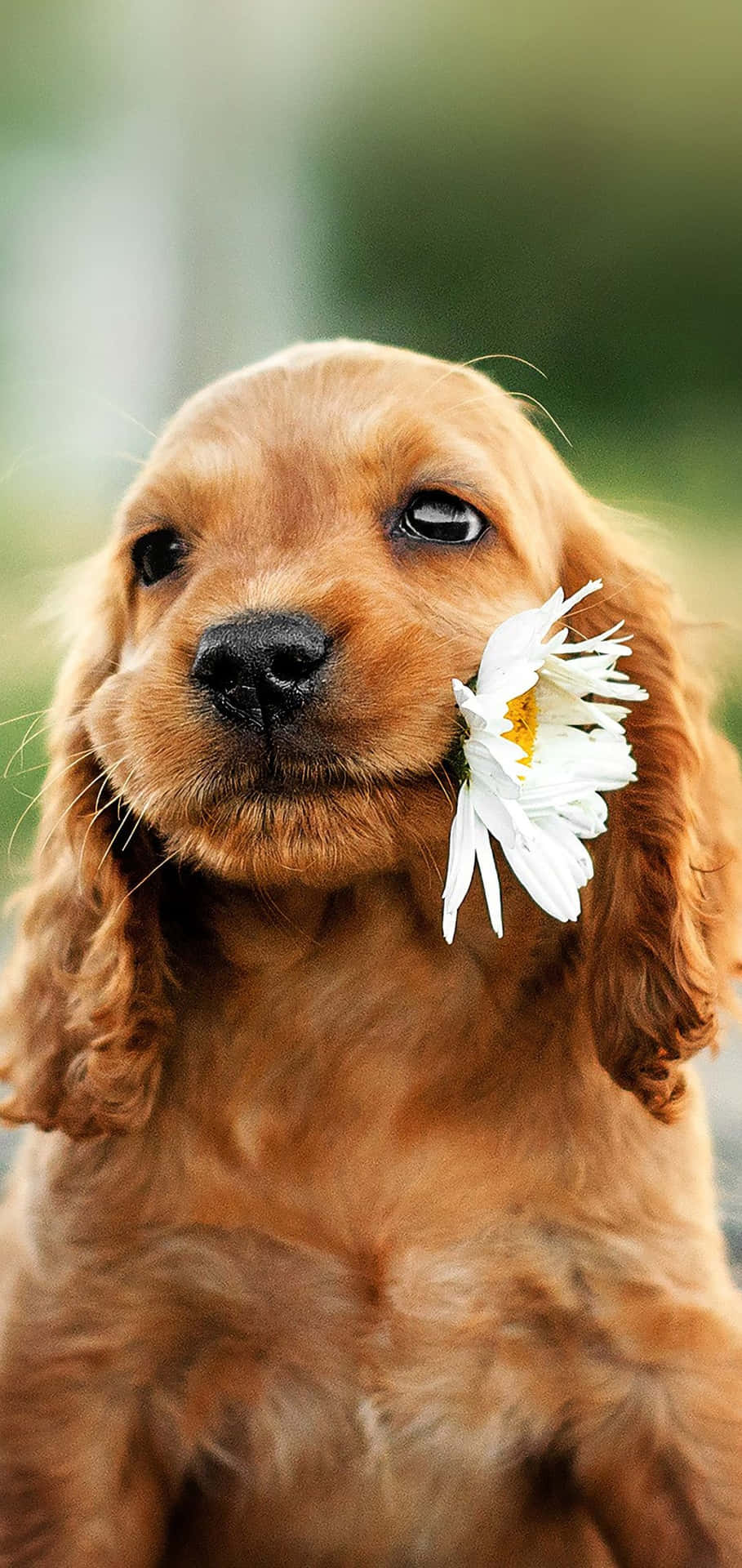 Download A Brown Dog With A Flower